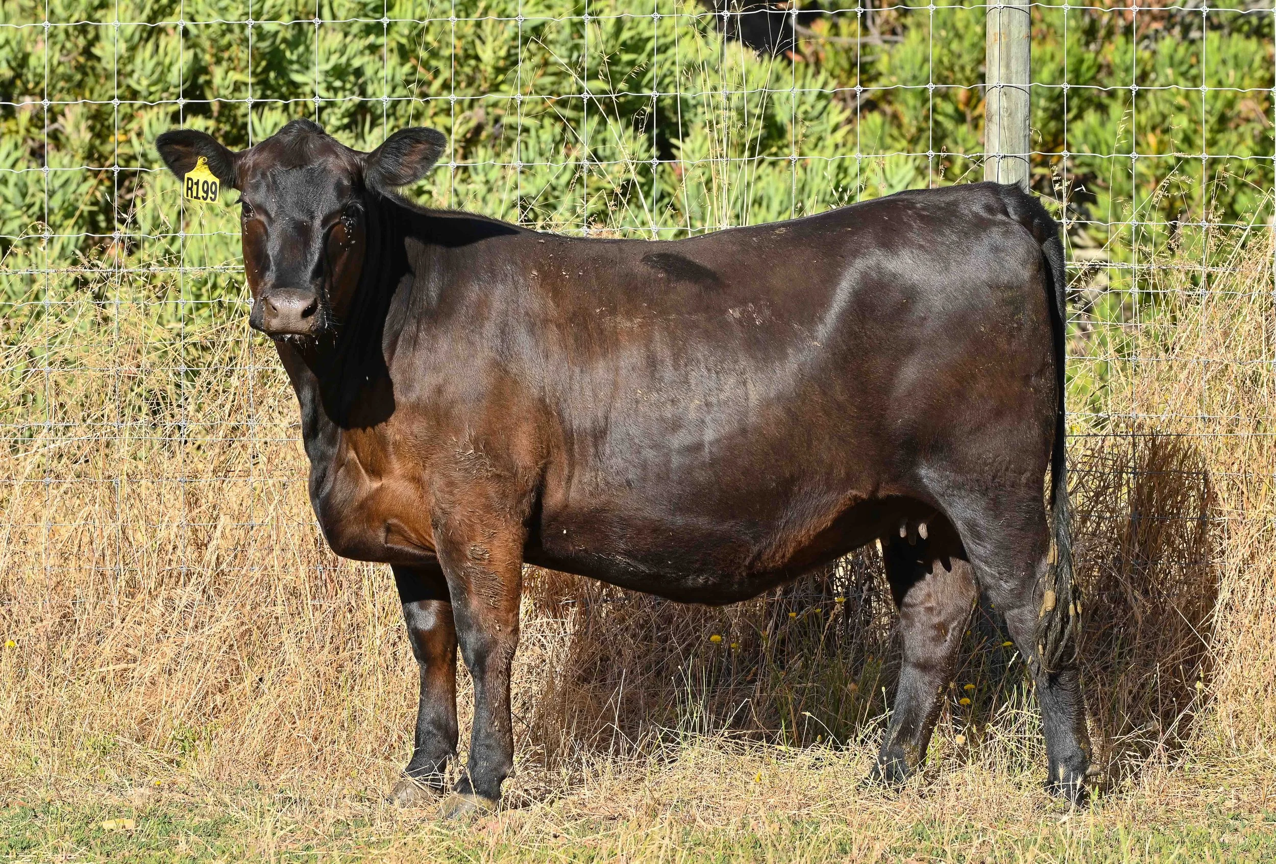 LOT 49 - LITTLE MEADOWS MERRIMENT R194 #