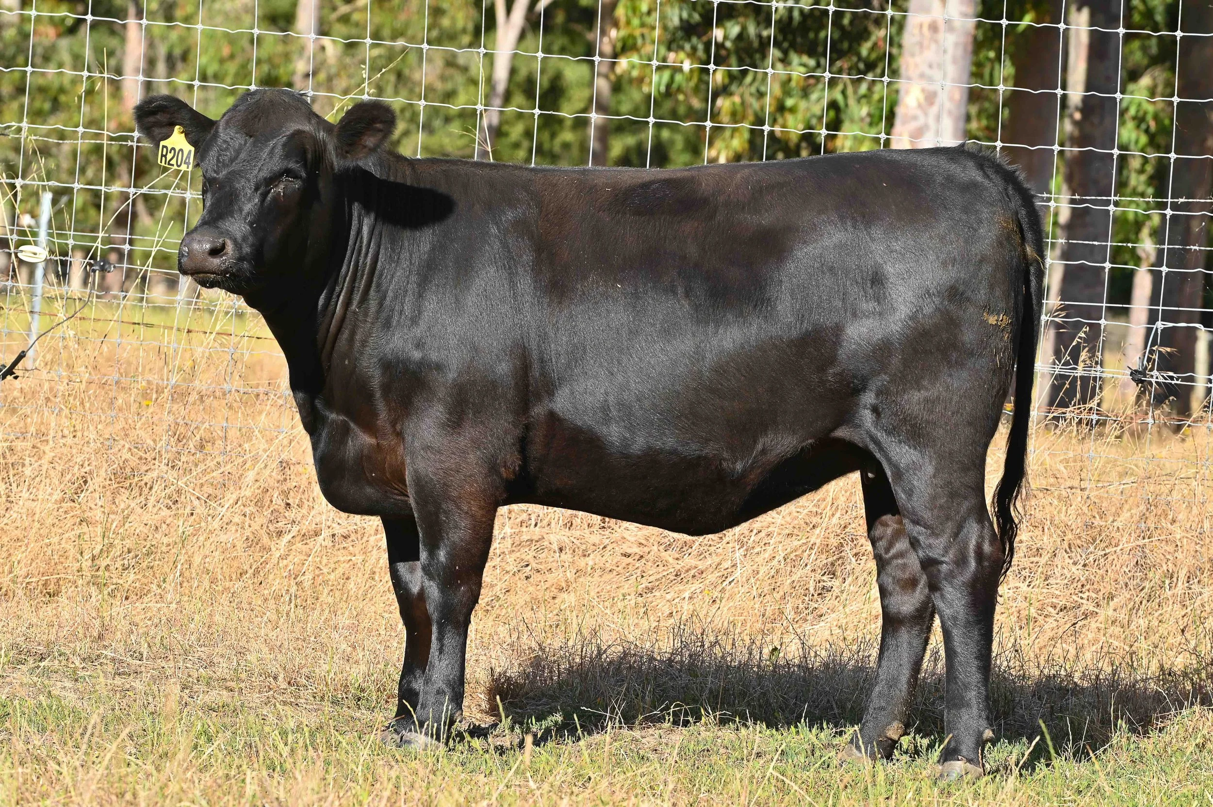 LOT 50 - LITTLE MEADOWS EDWINA R199 #