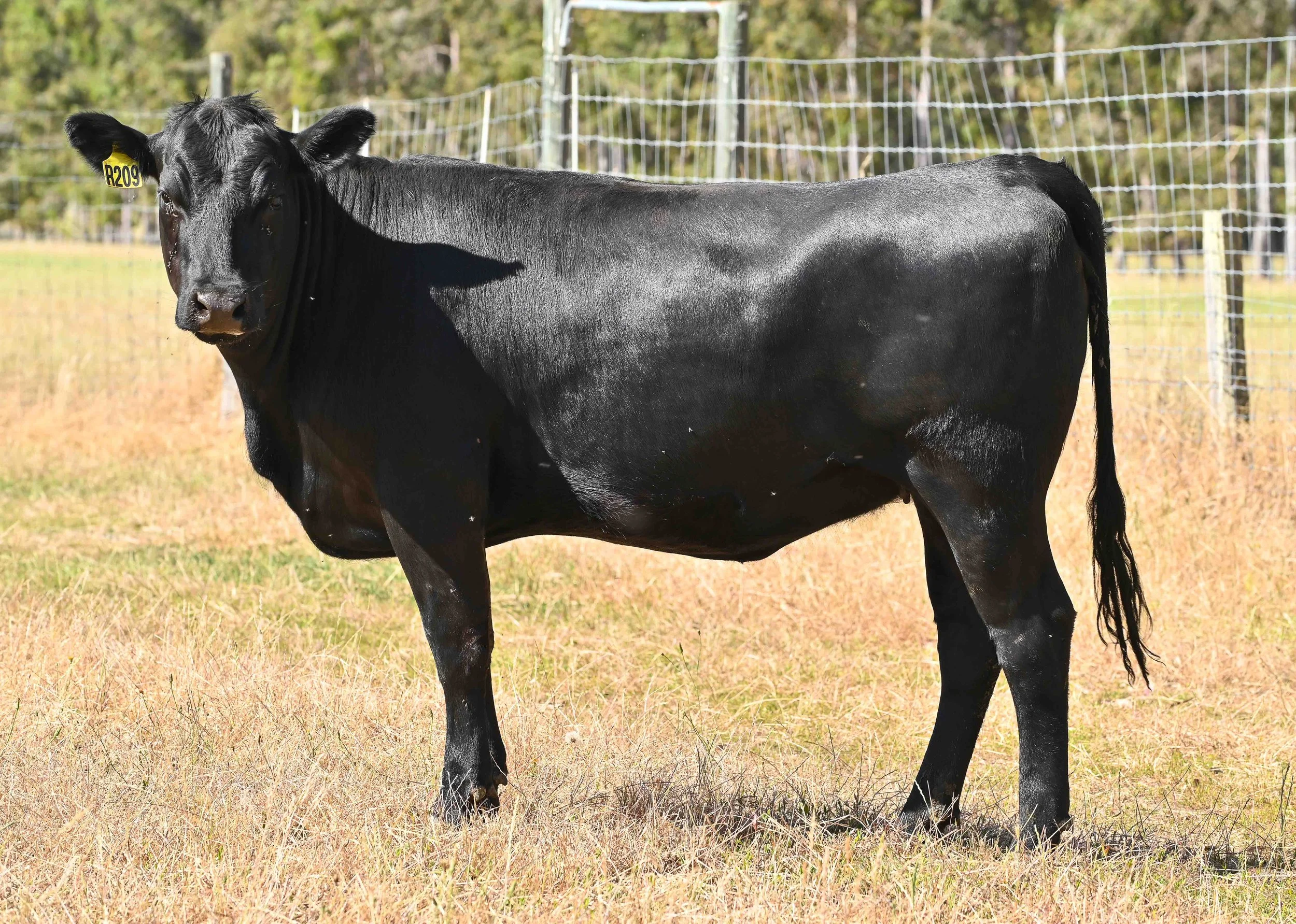 LOT 51 - LITTLE MEADOWS MERRIMENT R204 #