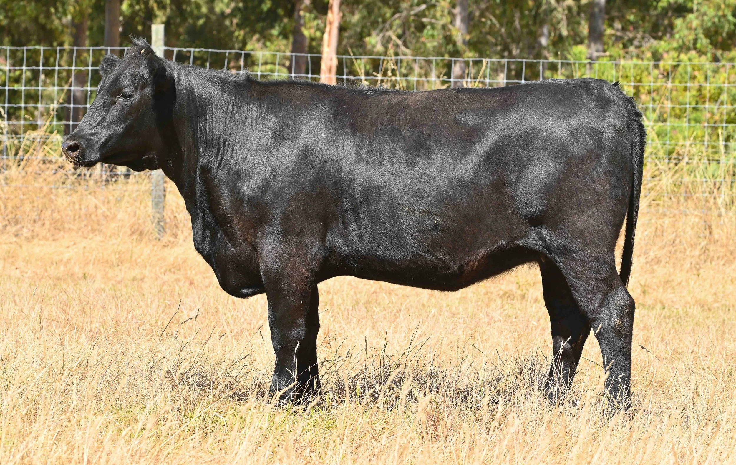 LOT 52 - LITTLE MEADOWS EDWINA R209 #