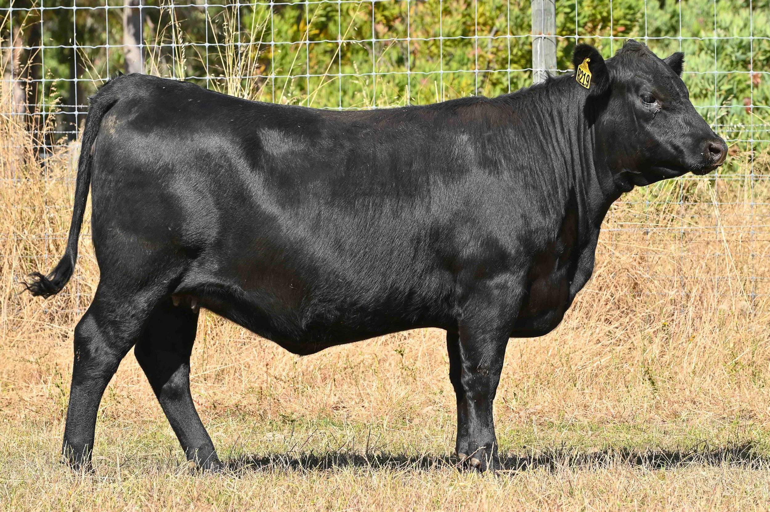 LOT 54 - LITTLE MEADOWS WILCOOLA R216 #