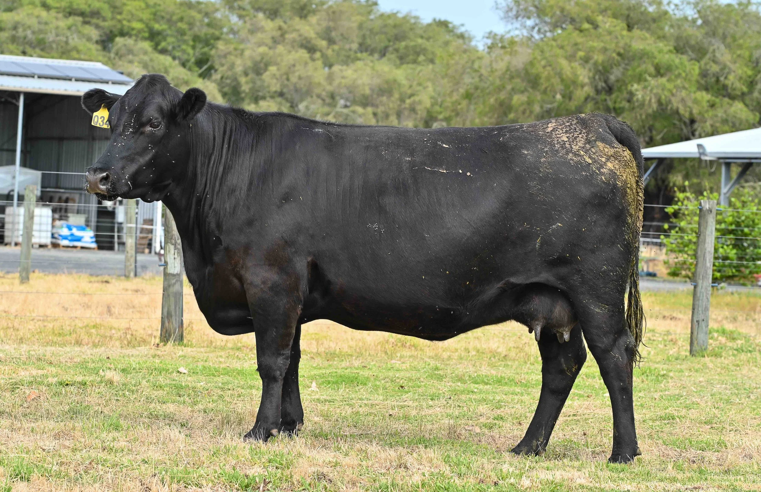 LOT 56 - DONOR WGAQ34