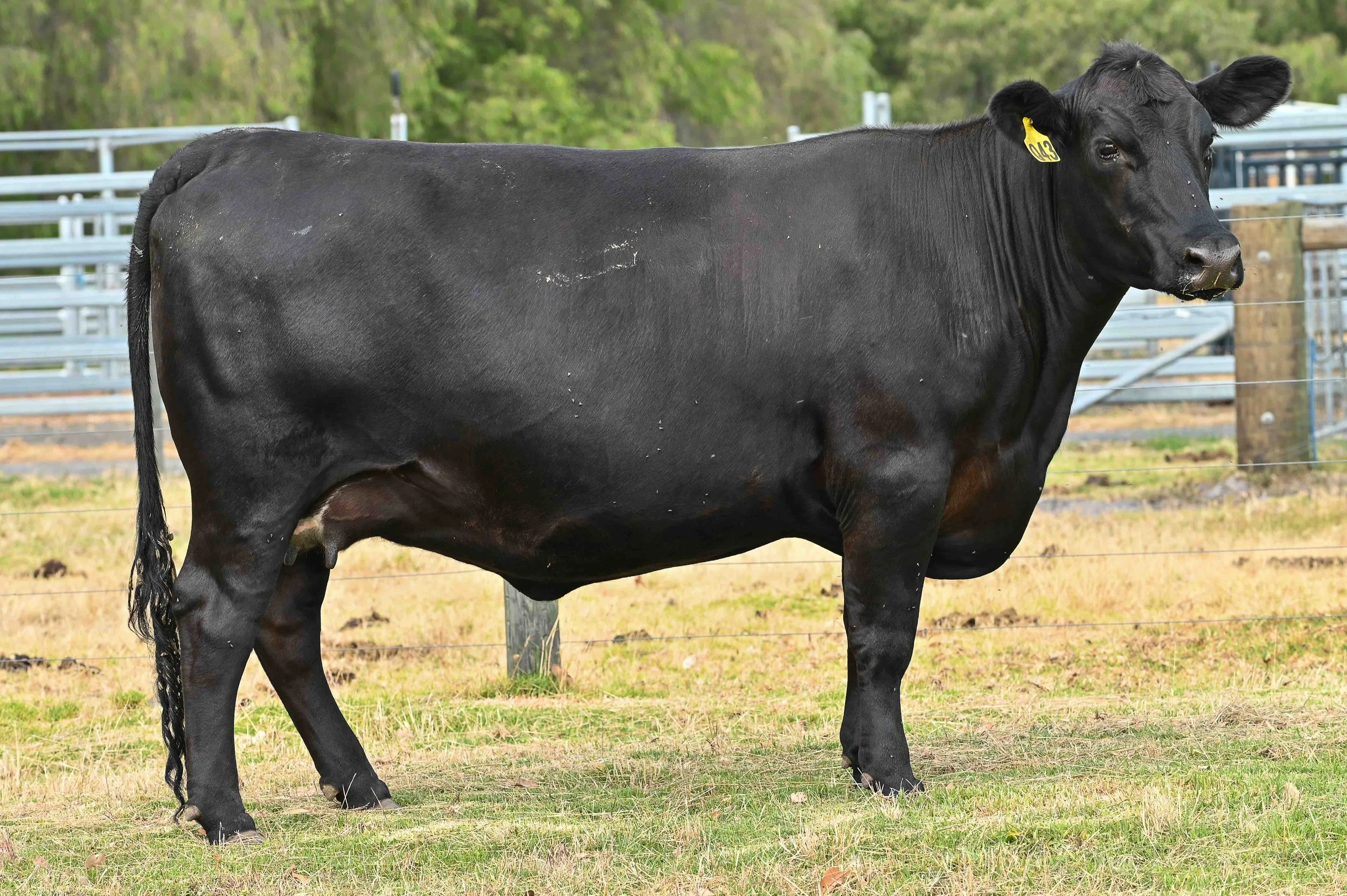 LOT 57 - DONOR WGAQ43