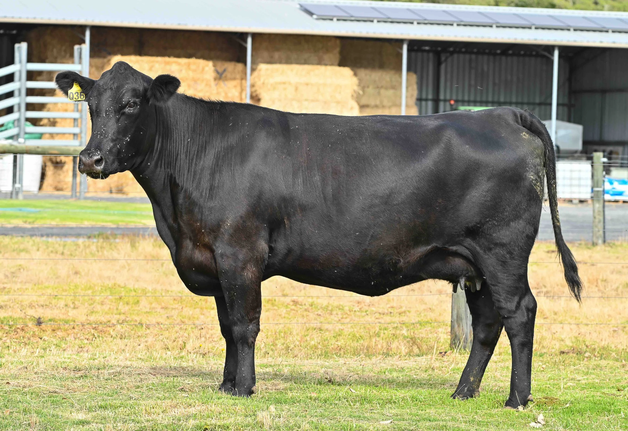 LOT 58 - DONOR WGAQ36