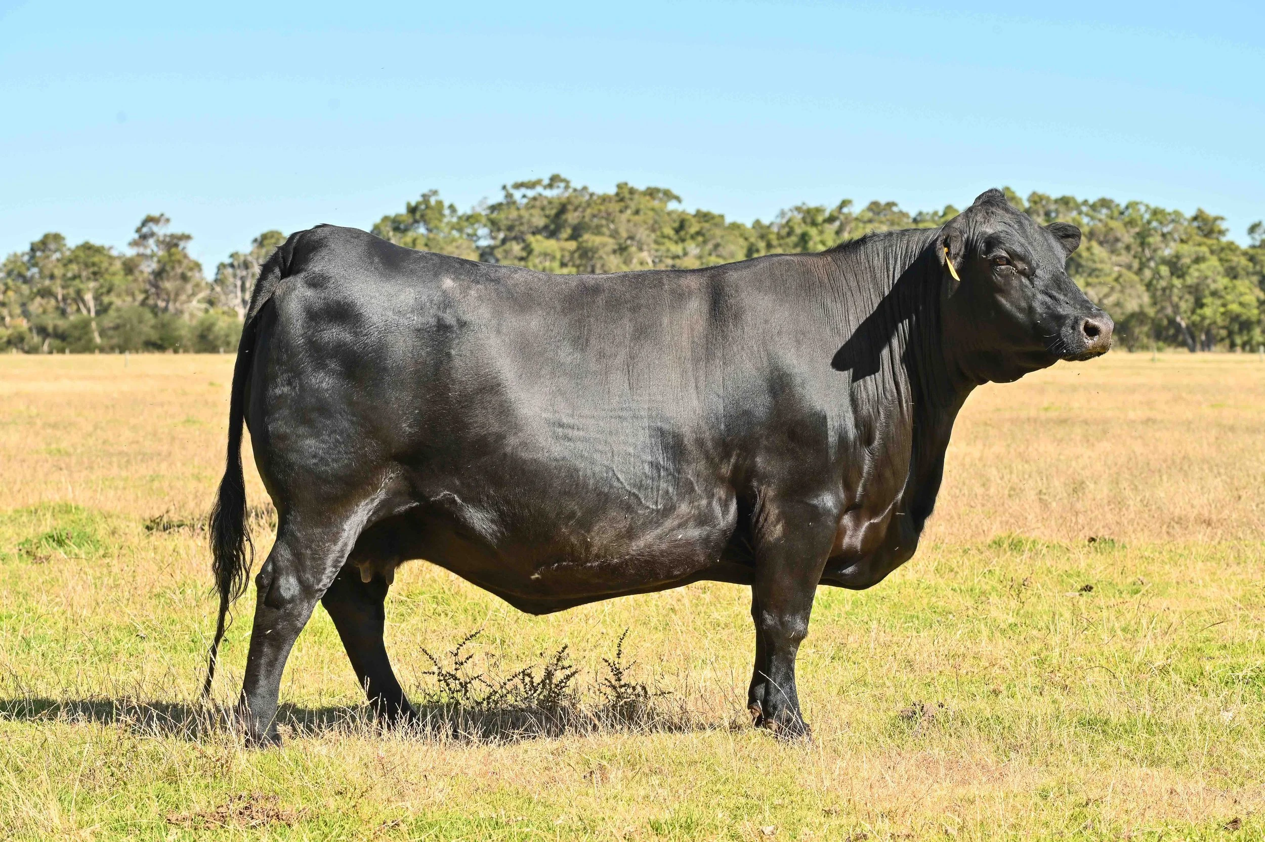 Lot 59 -  DONOR WGAK9