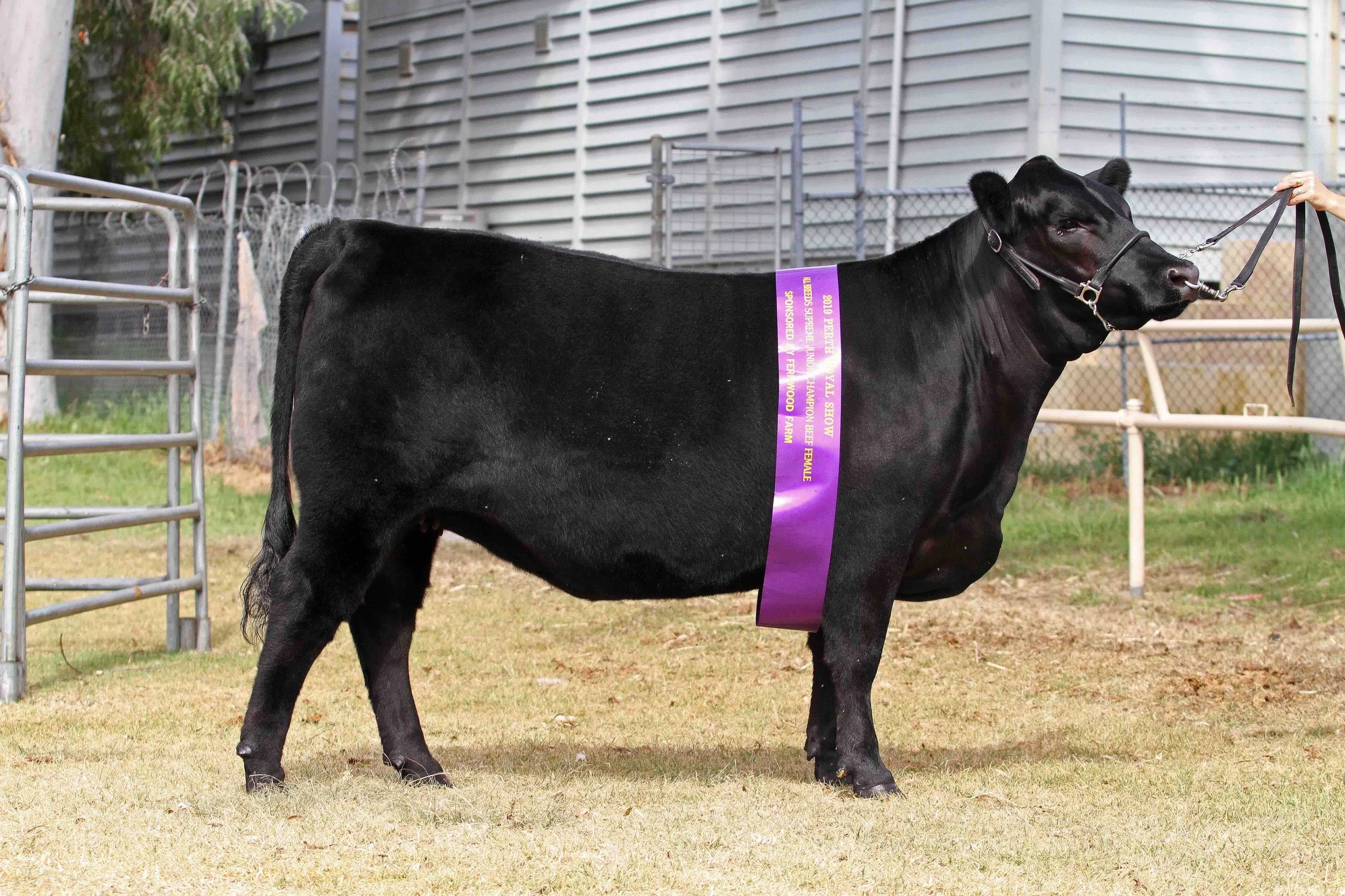 LOT 60 - DONOR WGAP9