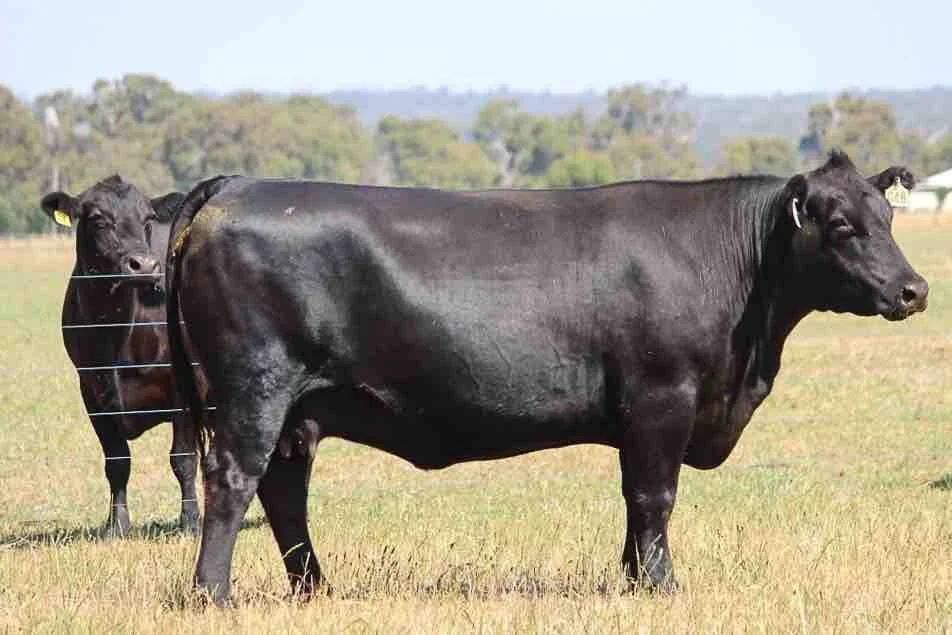 Lot 61 - DONOR WDCG48