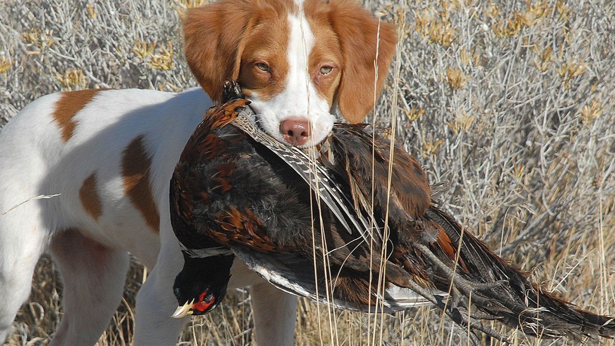 bird+dog.jpg