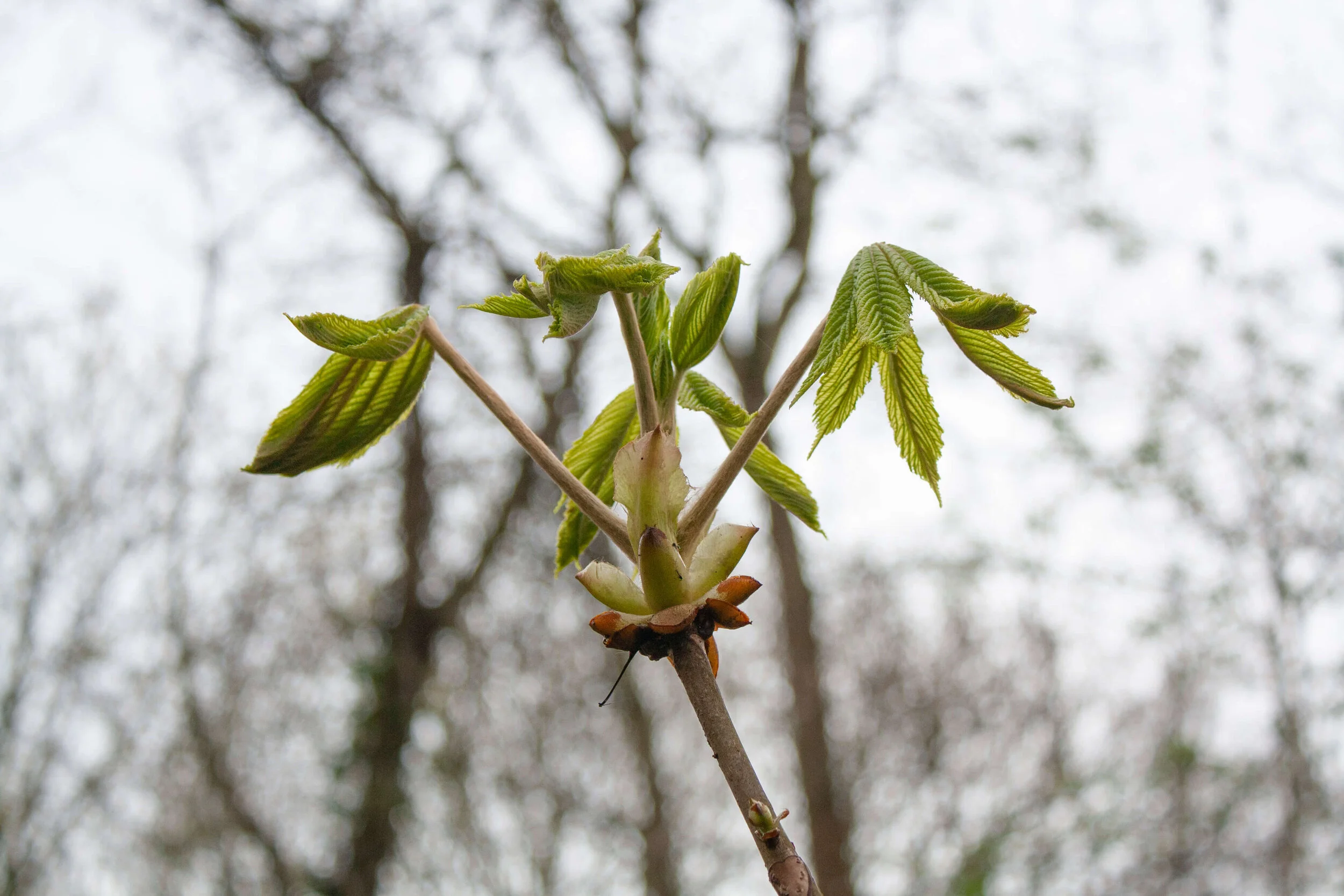 Trustee (HR and management lead) sought for Abney Park