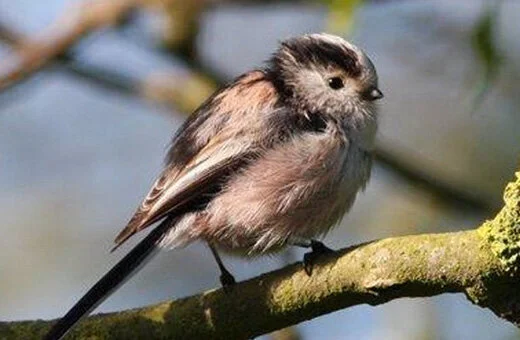 Birdsong recording: Abney Park Dawn Chorus
