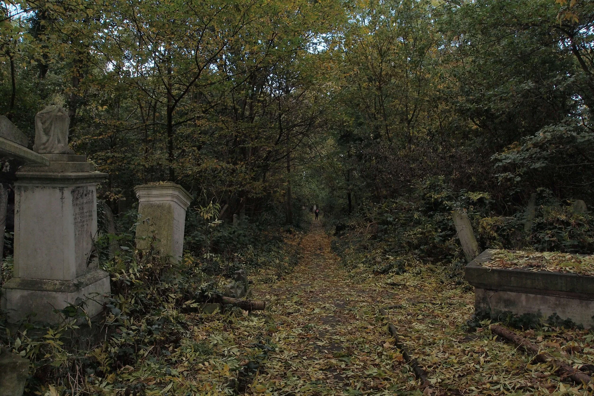 Audio walk: Woodland Magick