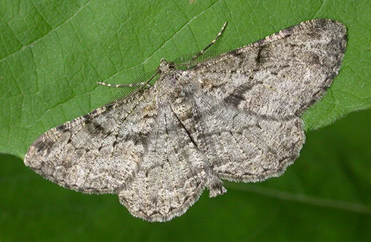 Moth Night: Moth survey at Abney Park
