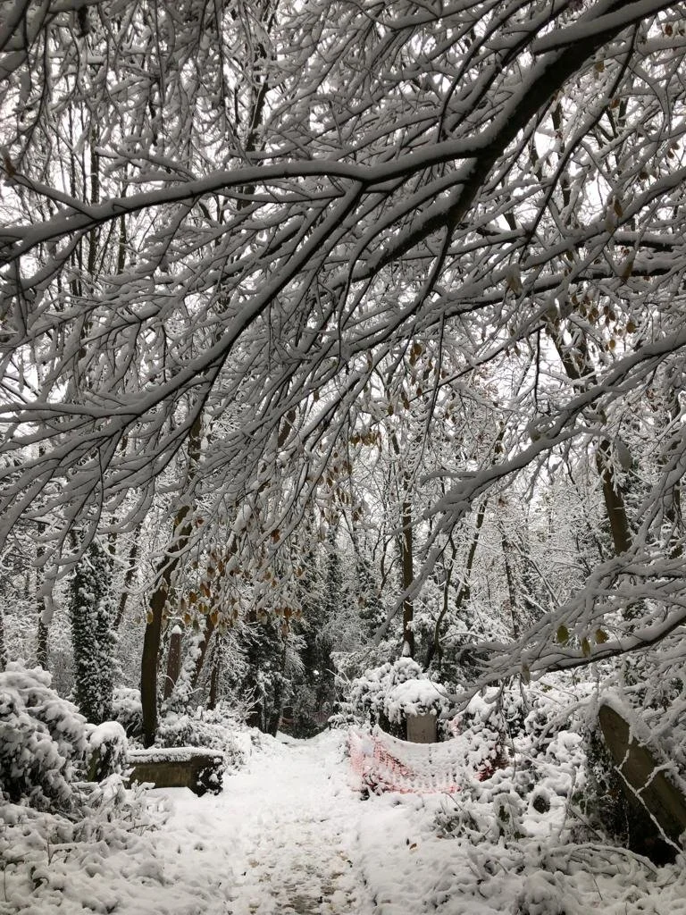 New Year's Day nature walk 