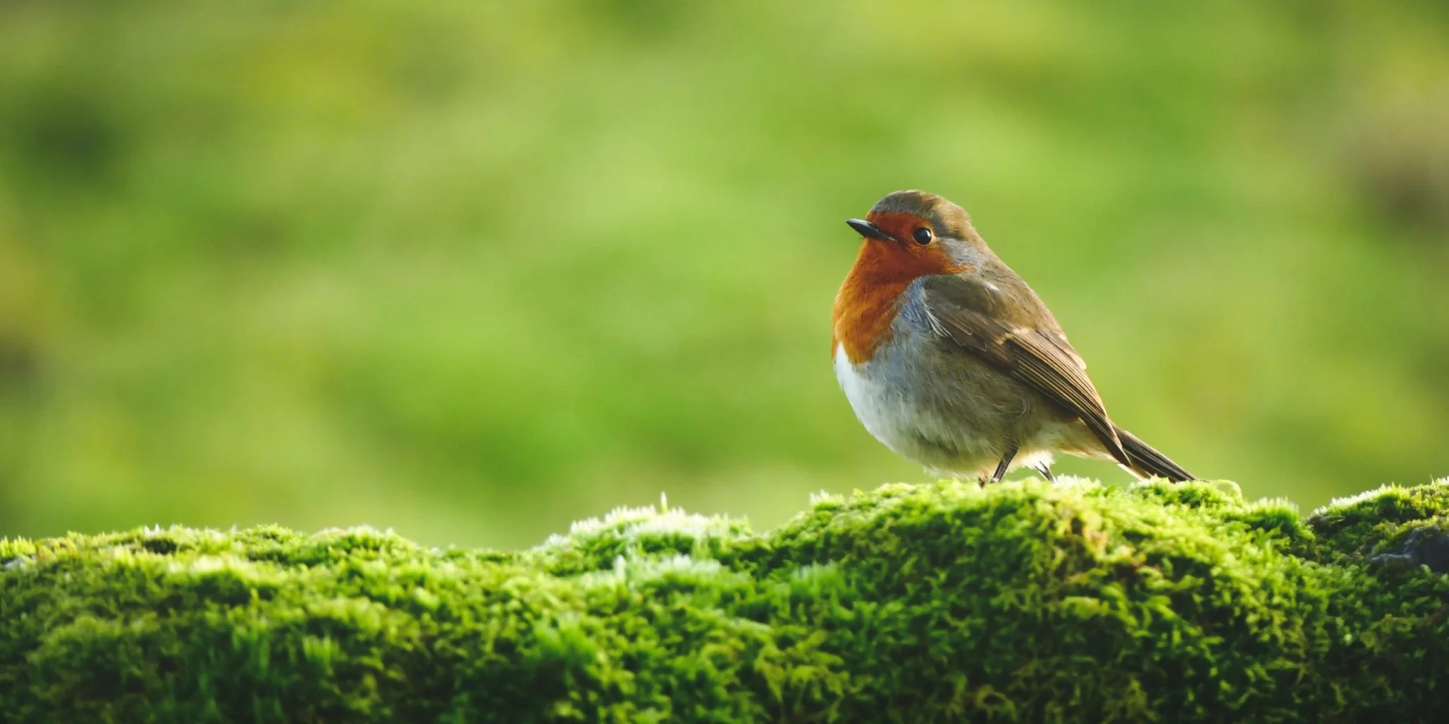 Robin perched on a mossy wall