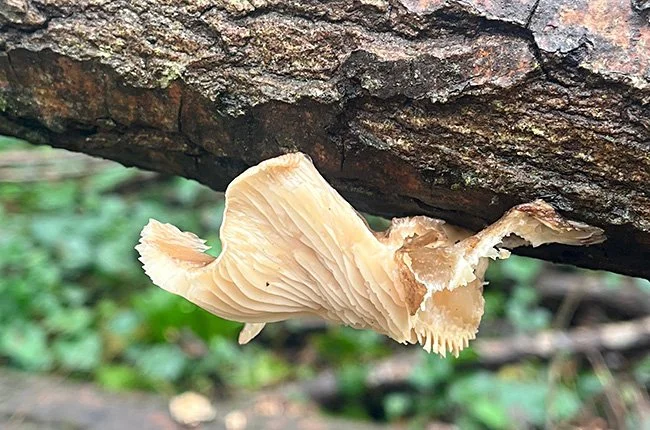 Ecology talk for Earth Day