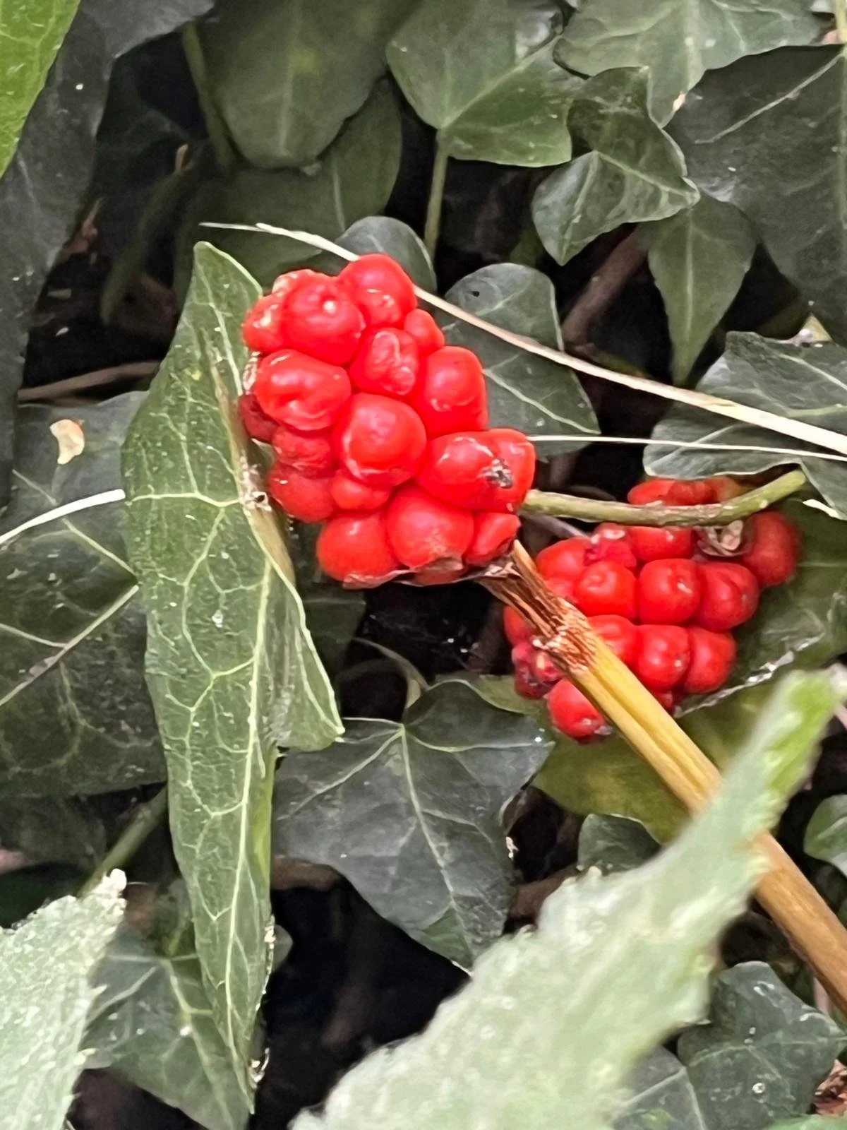 Introduction to Abney's Ecology