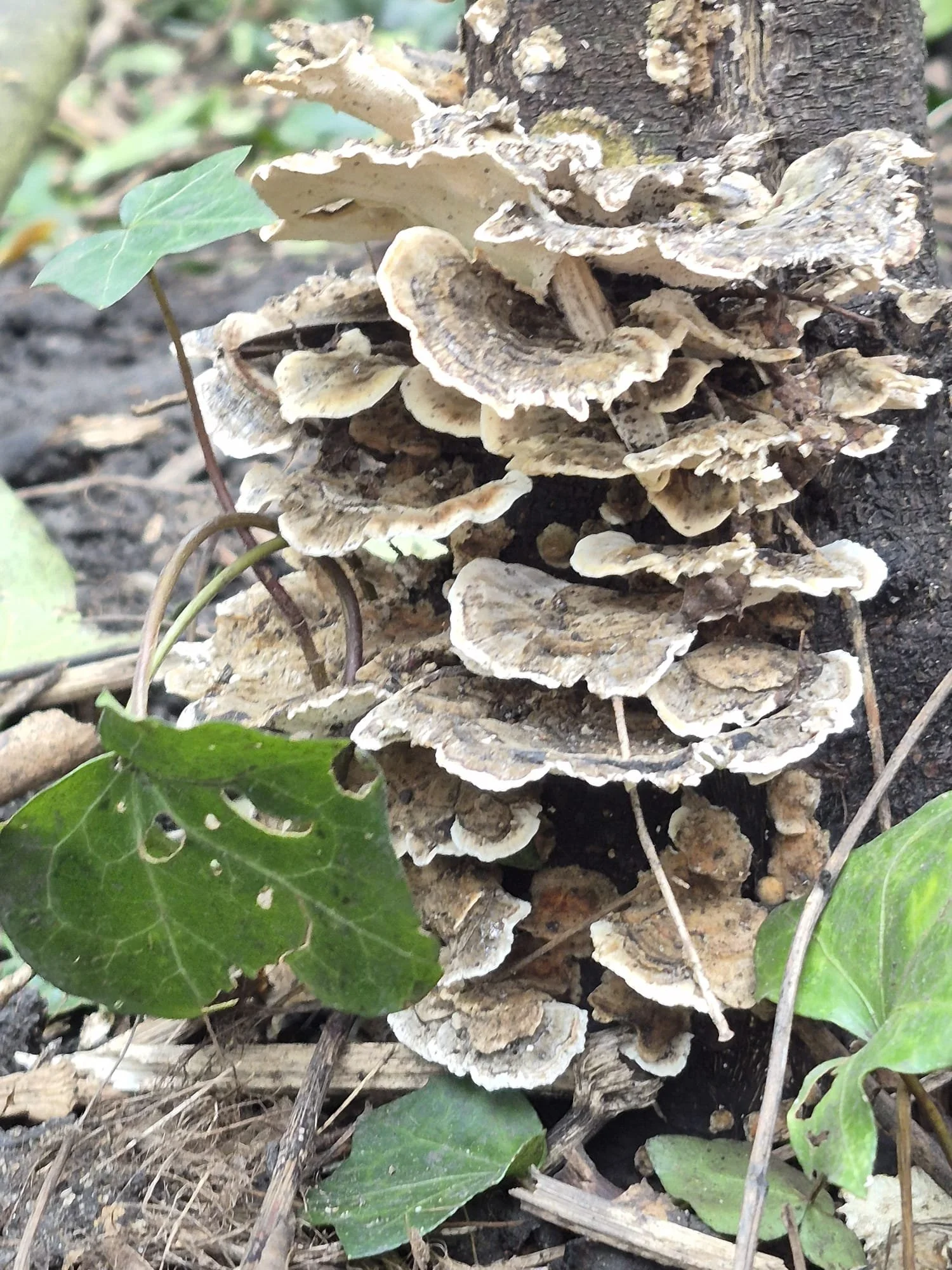 Introduction to Abney's Ecology 