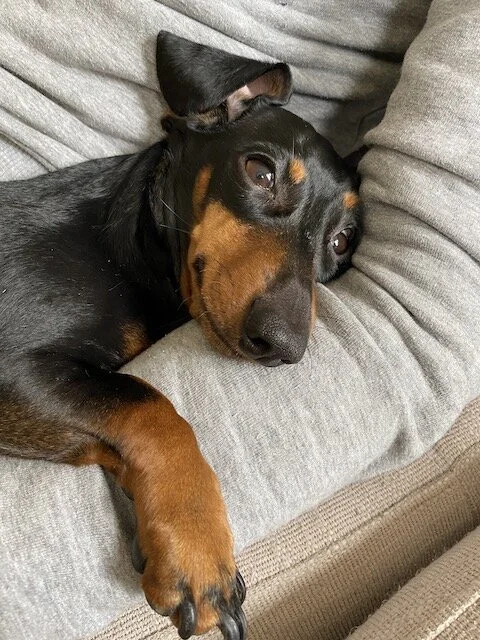 Dogs will be dogs, but who will you be?