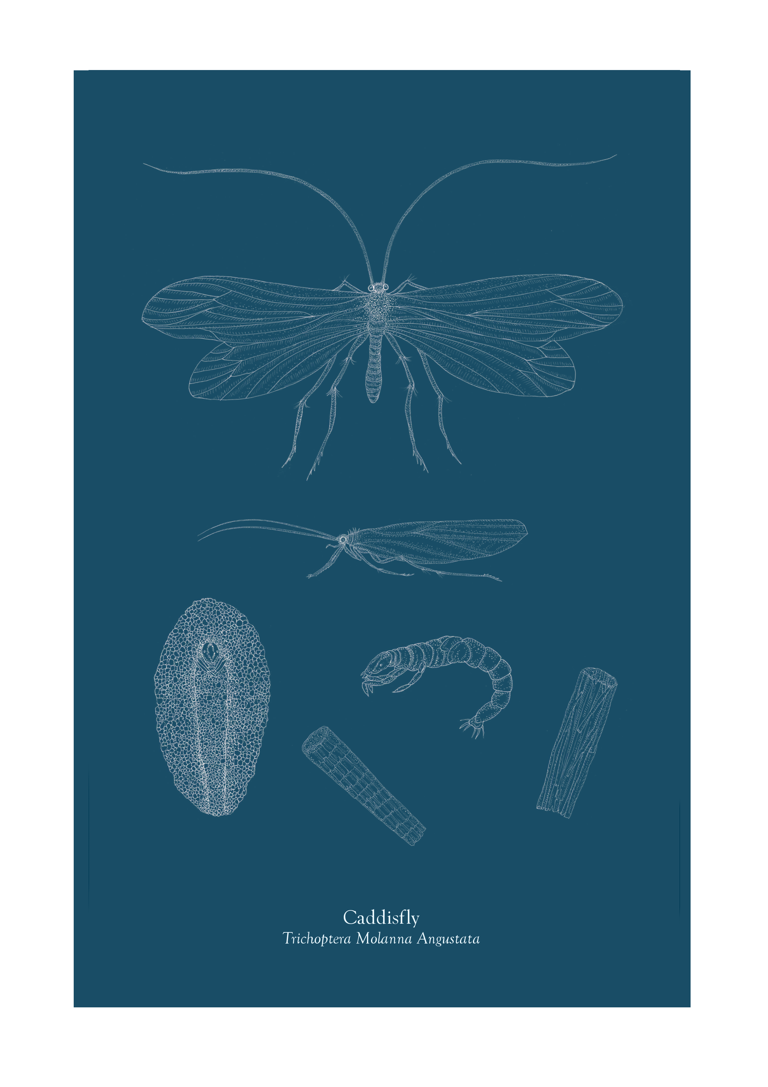 Caddisfly Study