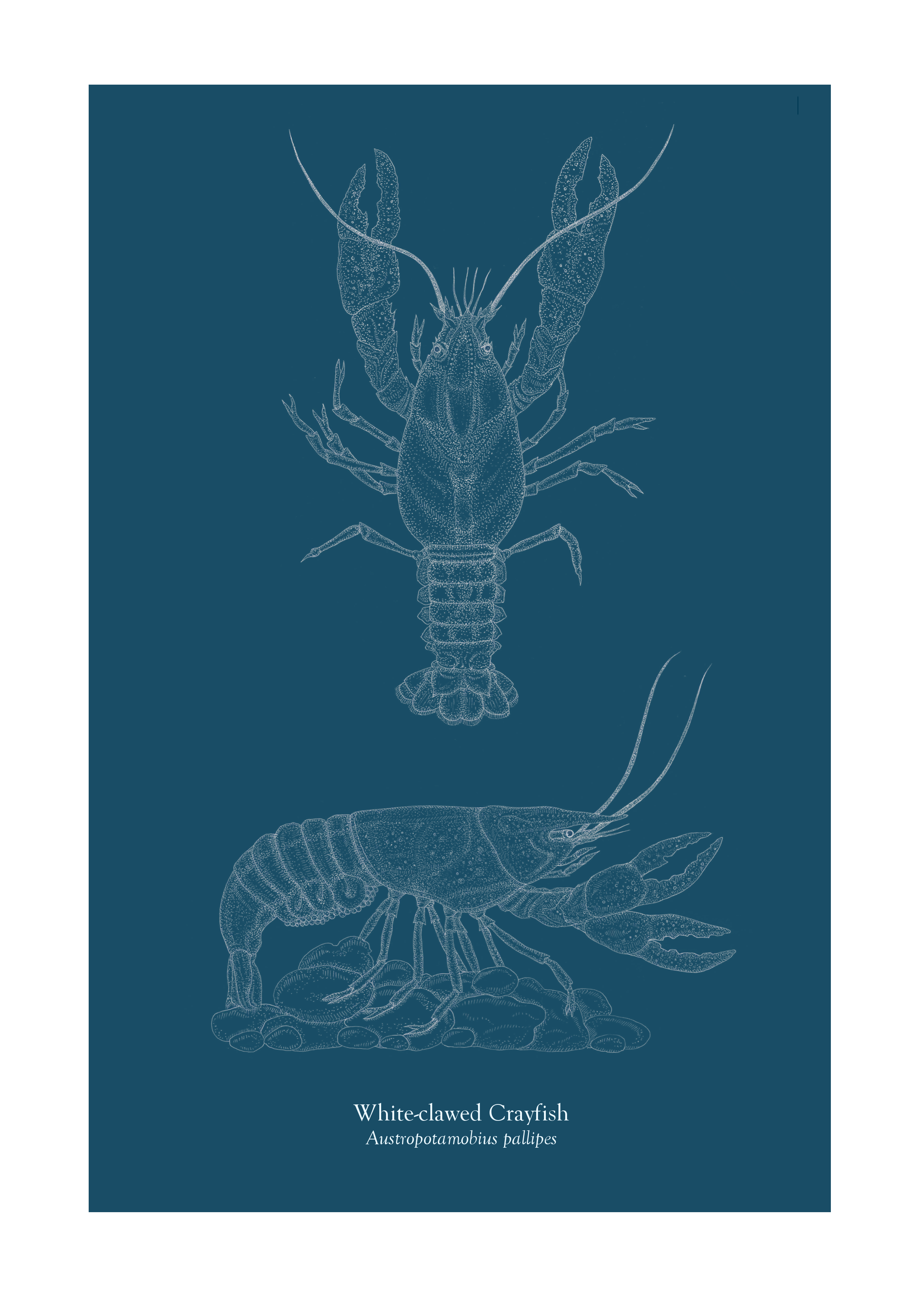 Freshwater Crayfish Study