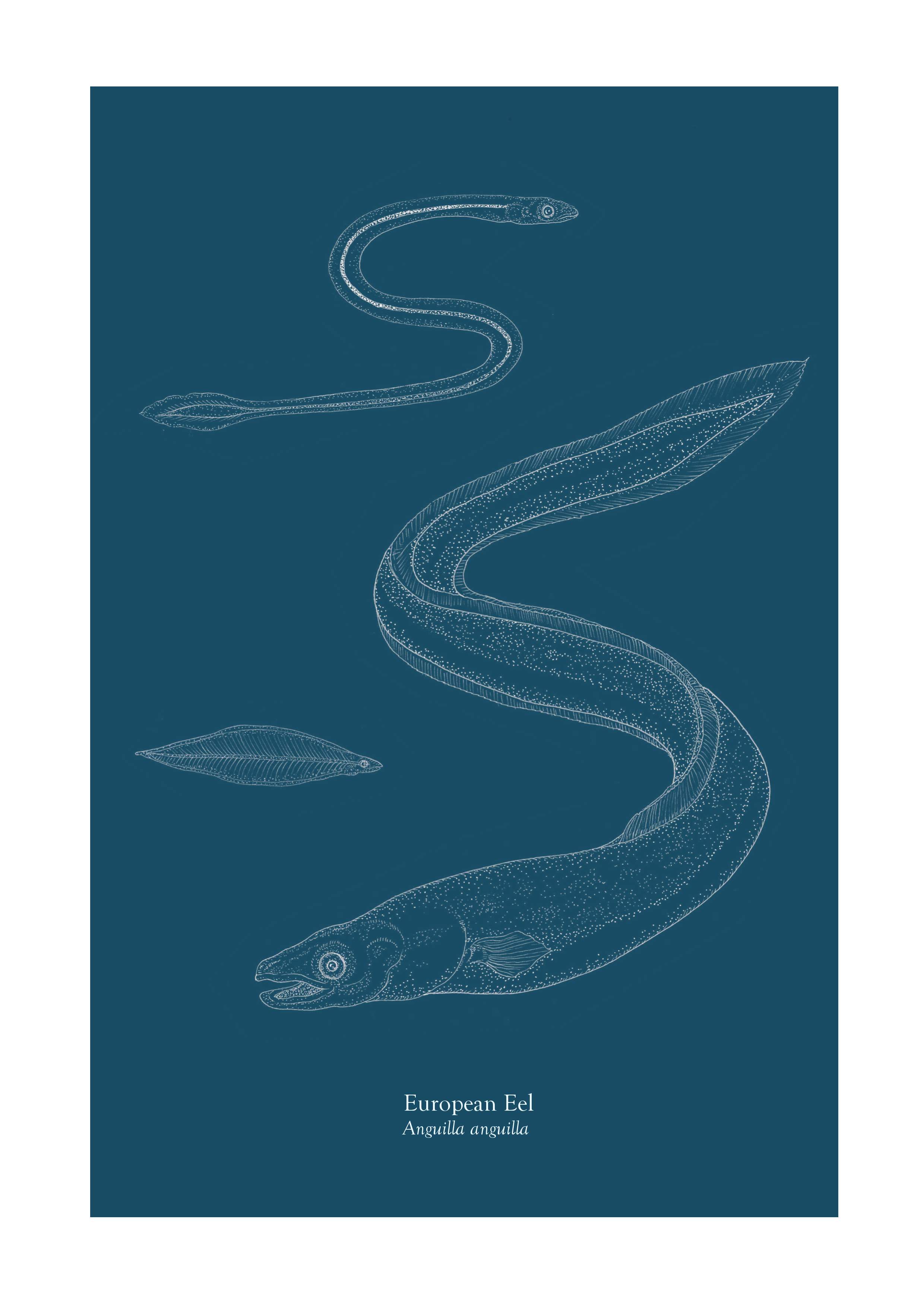 file10. TVOD Eel final A4.png