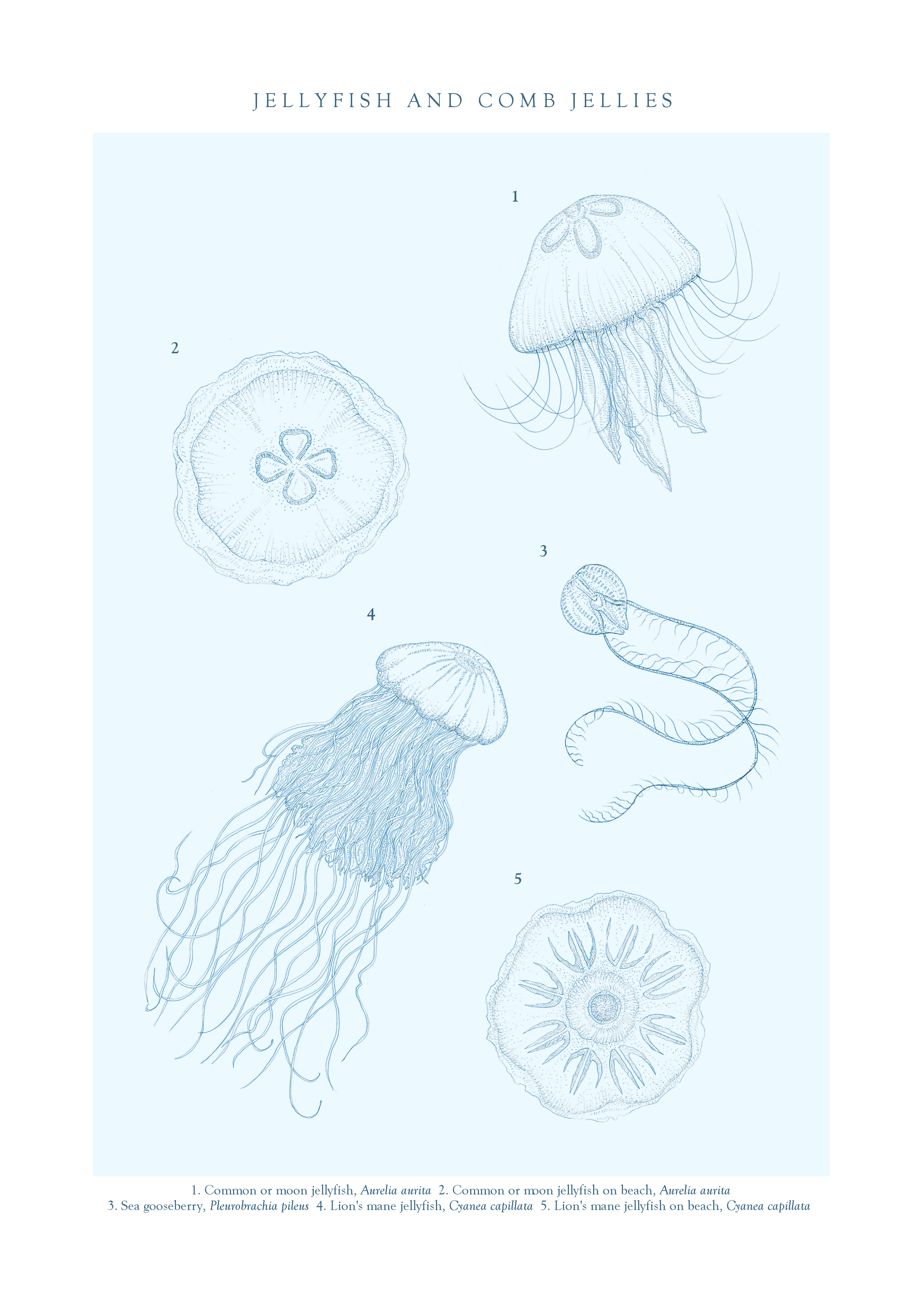 file20. TVOD Jellyfish final A4.png