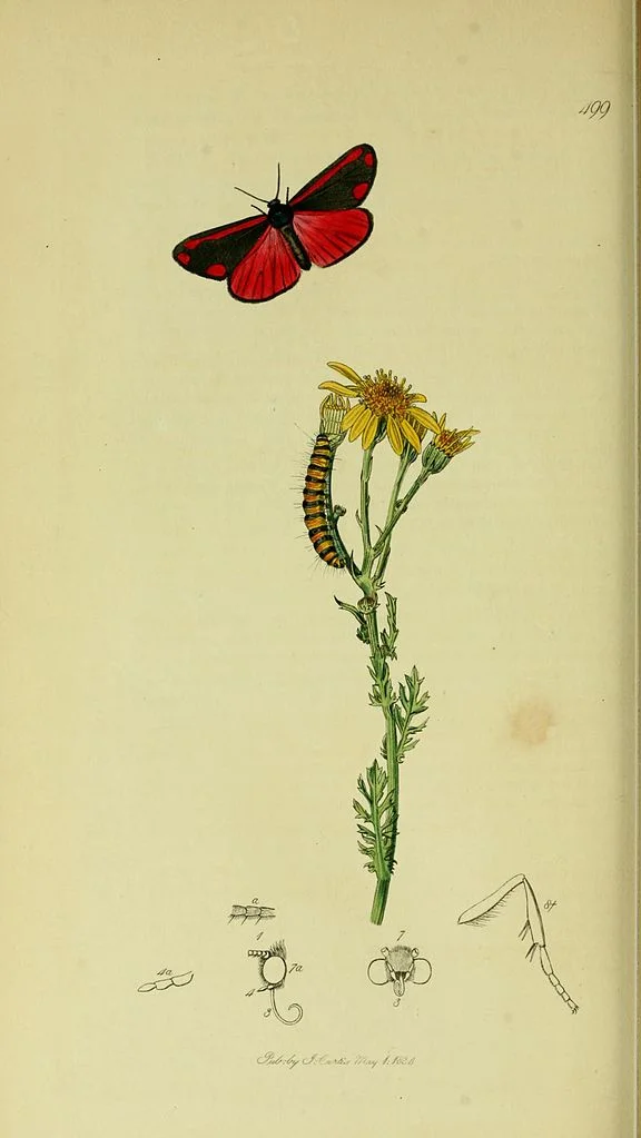 576px-Britishentomologyvolume5Plate499.jpg
