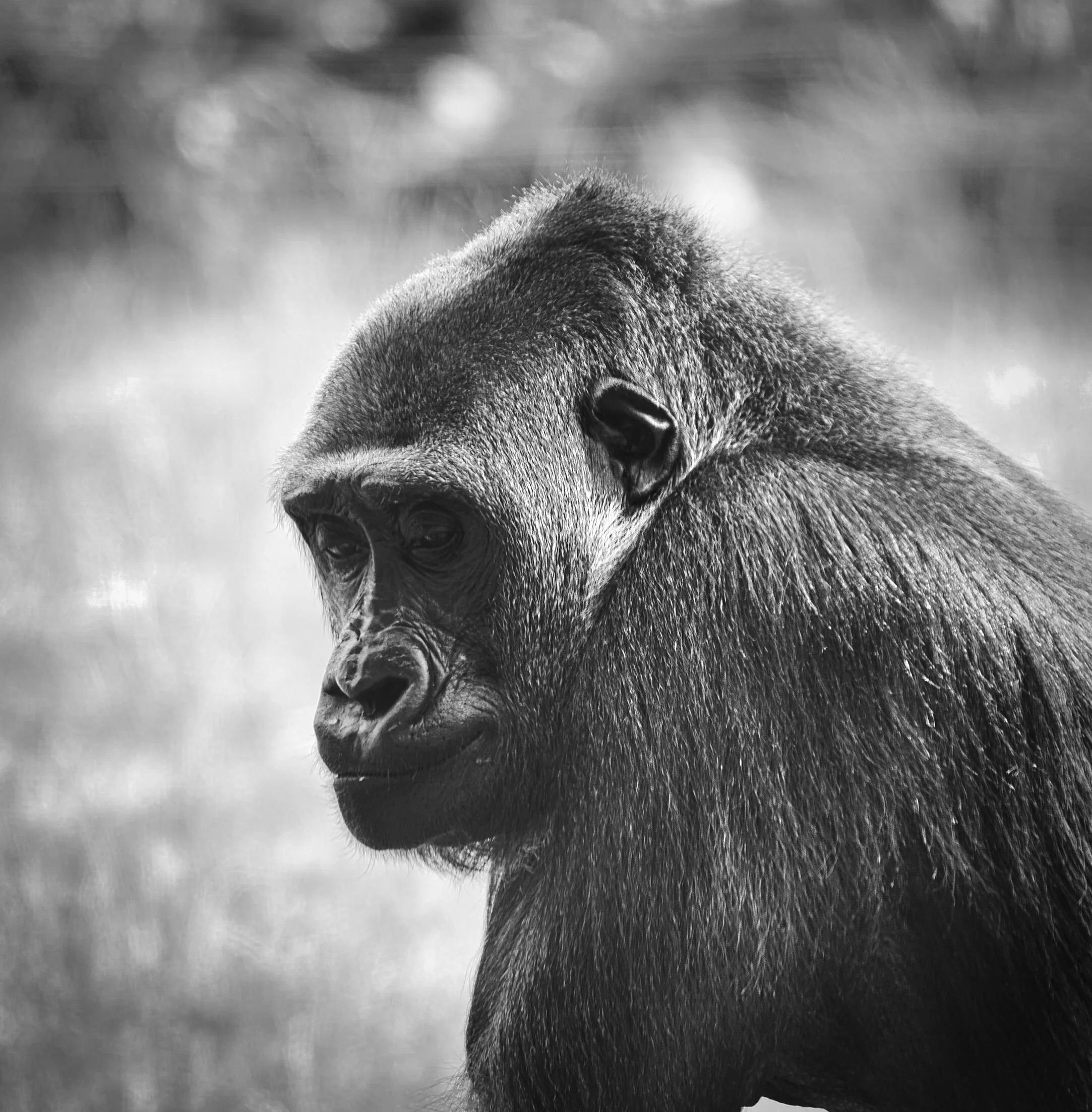 Gorilla Portrait.jpeg