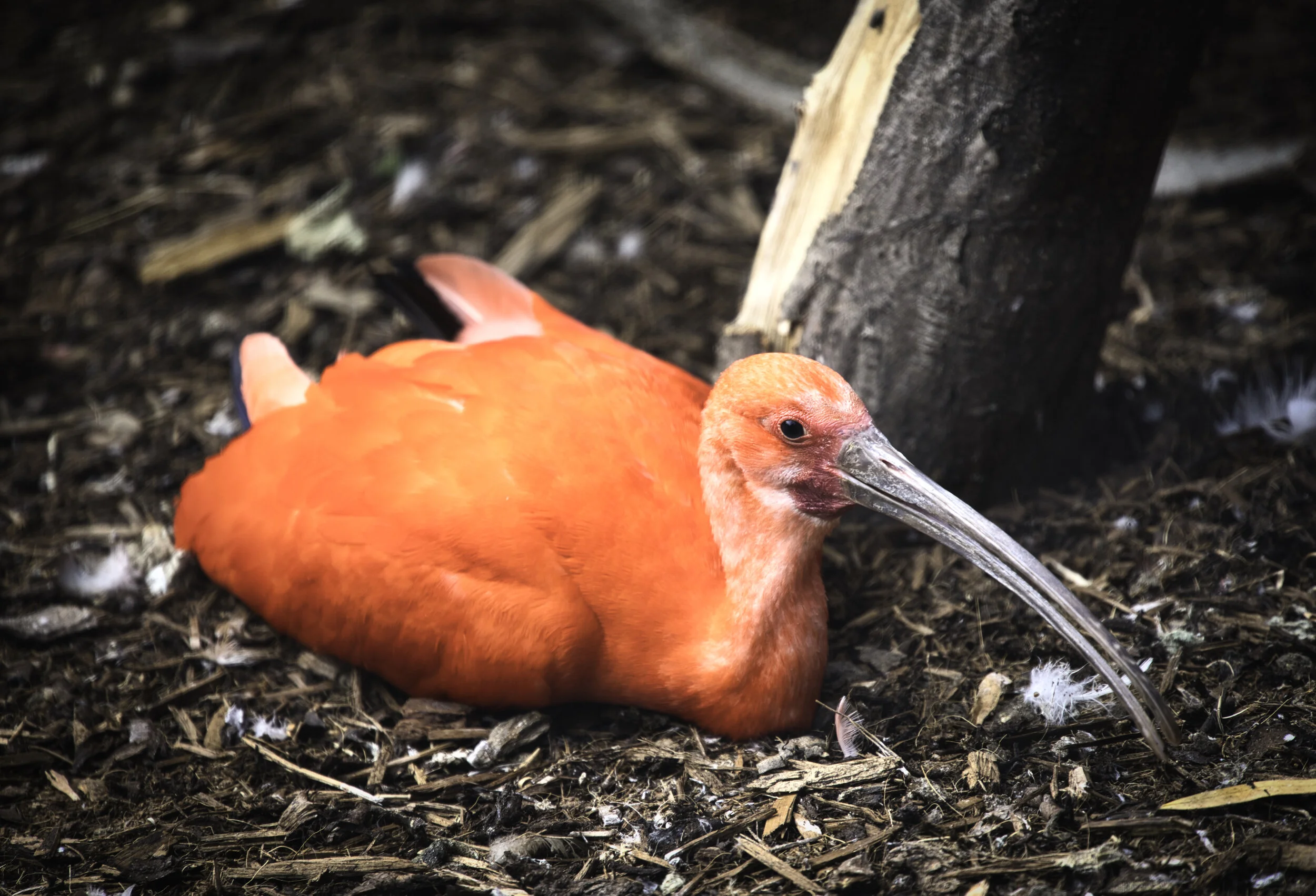 Scarlett Ibis.jpeg