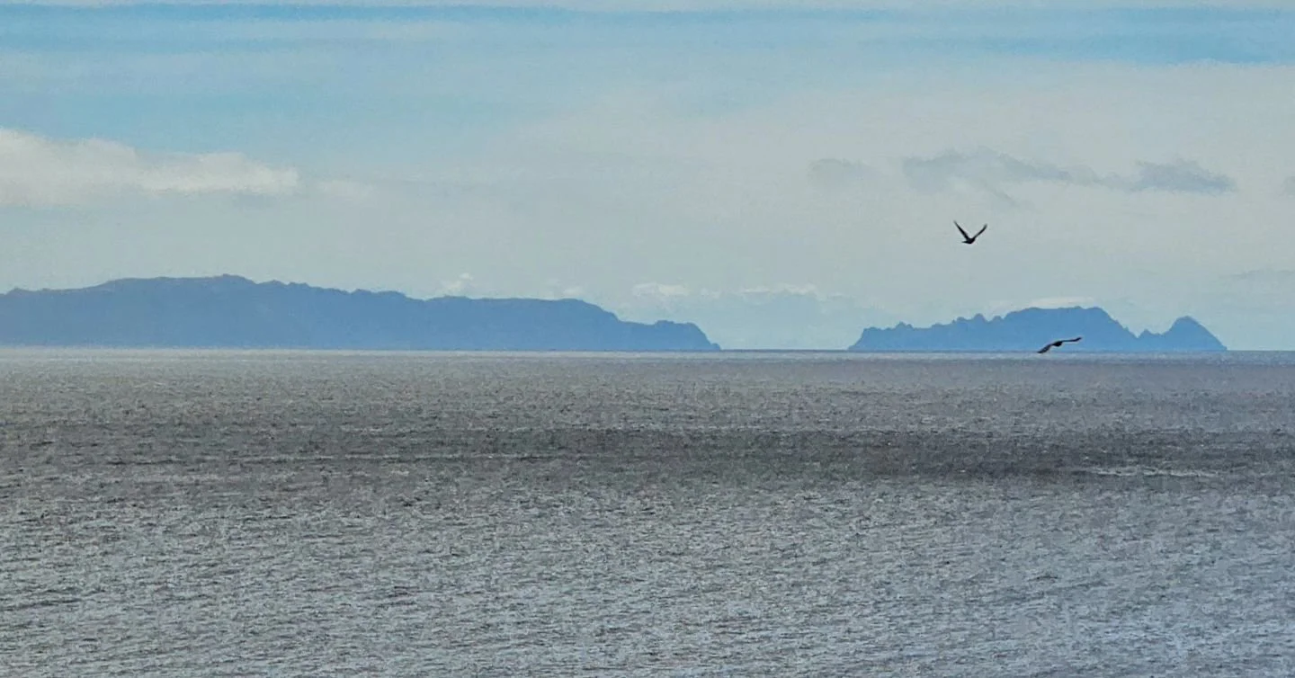 #outandabout #photooftheday #colour #wanderlust #photography #picoftheday #outdoors #color #bird #photography&nbsp;#funchal #life #photographyislife #view #portugal #madeira #birds