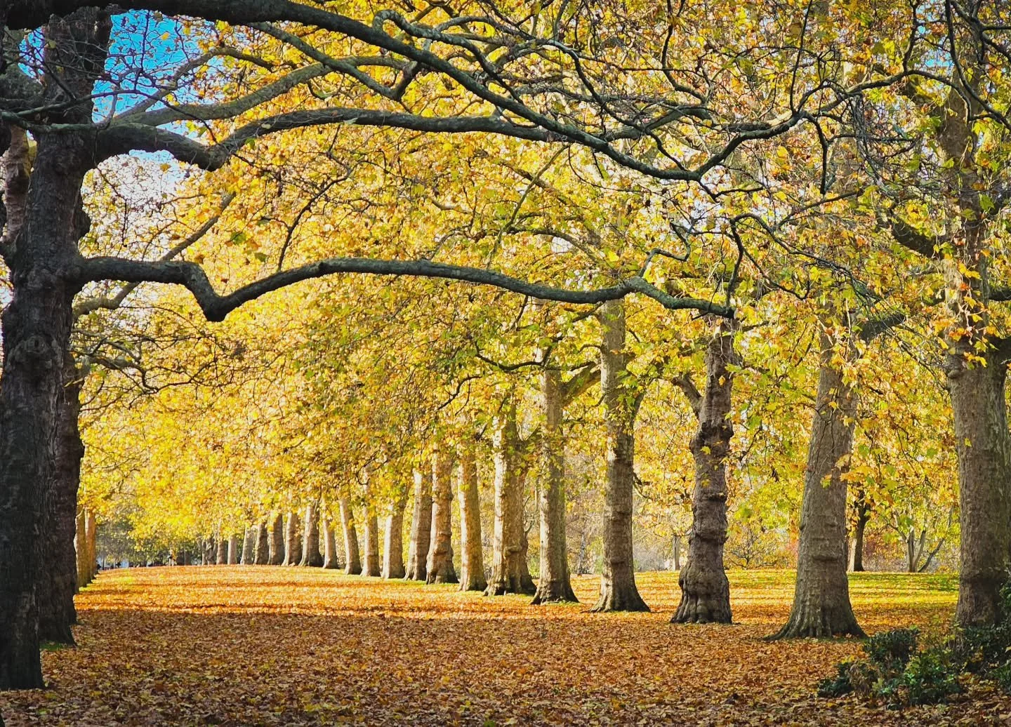 Autumn

#trees #park #light #colour #autumn