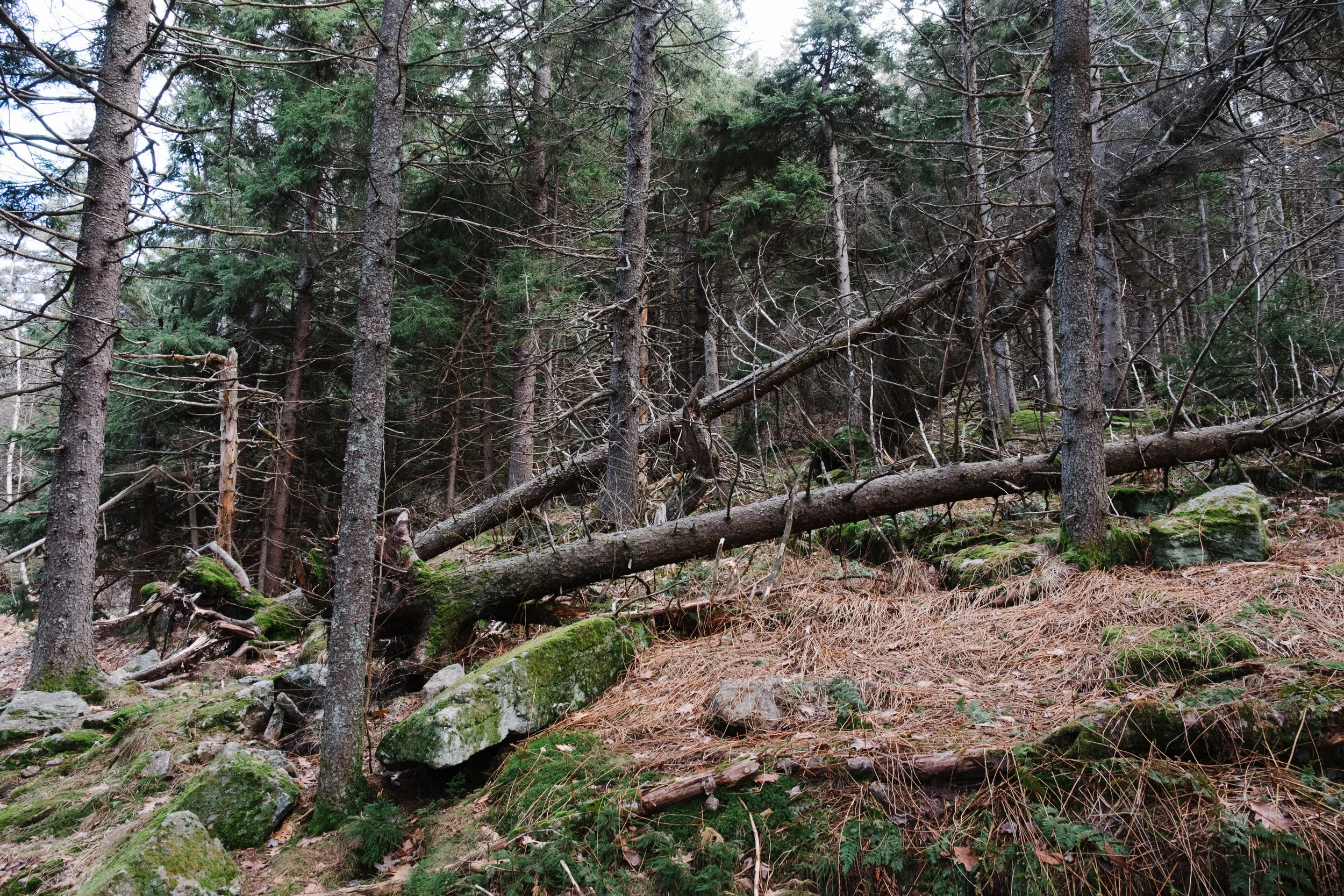 DSCF9139.jpg