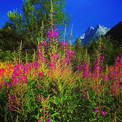 Retraites-Suisse-Chamanisme-Semaine-Fleur.jpg