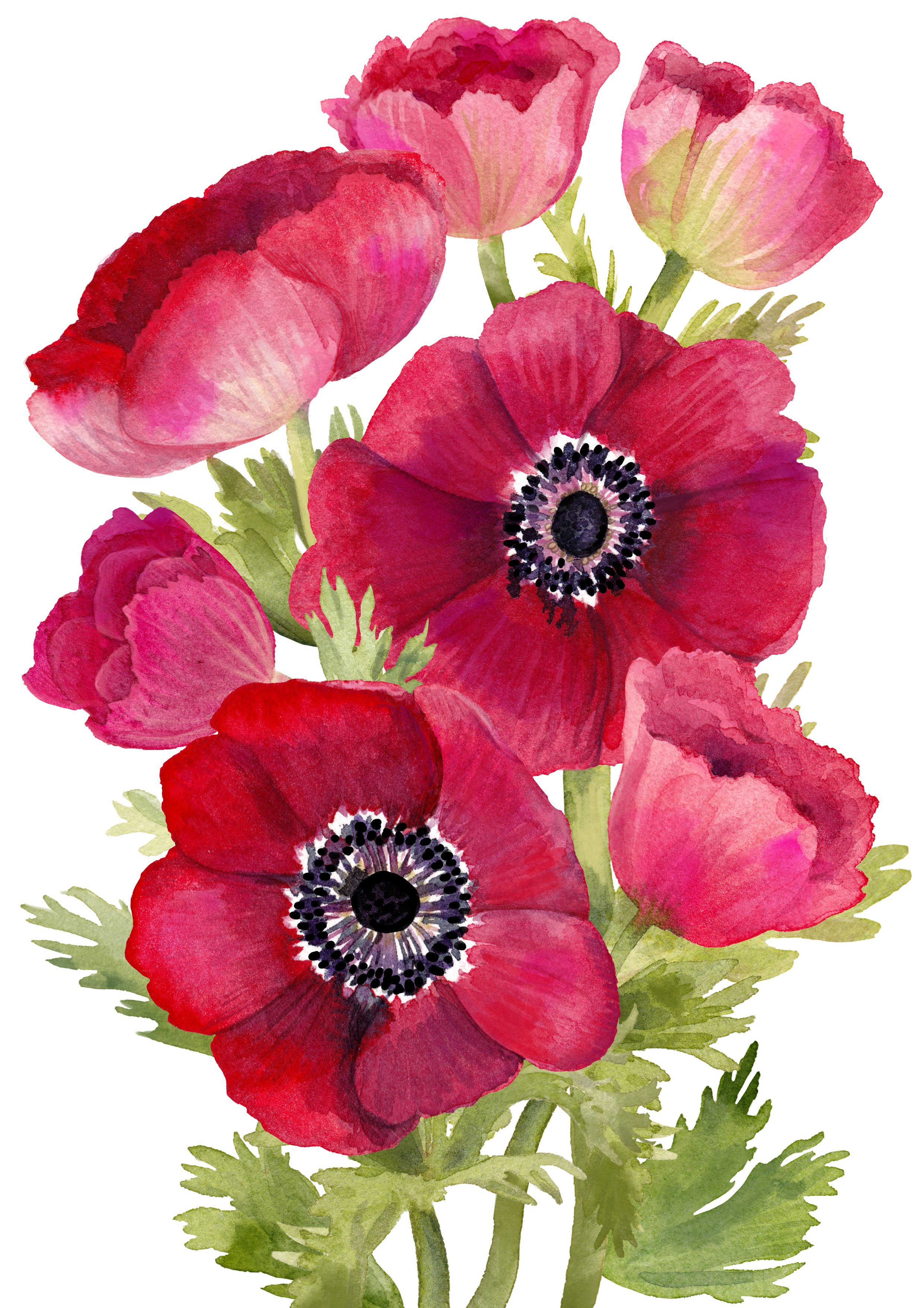 anemone-greeting-card.jpg