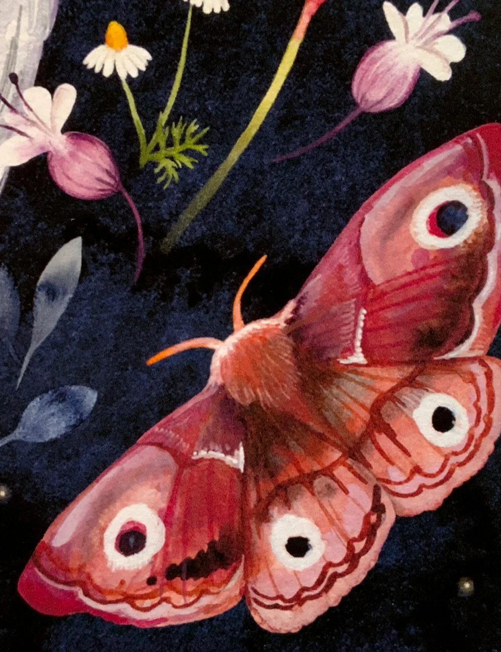 moths-closeup3.jpg