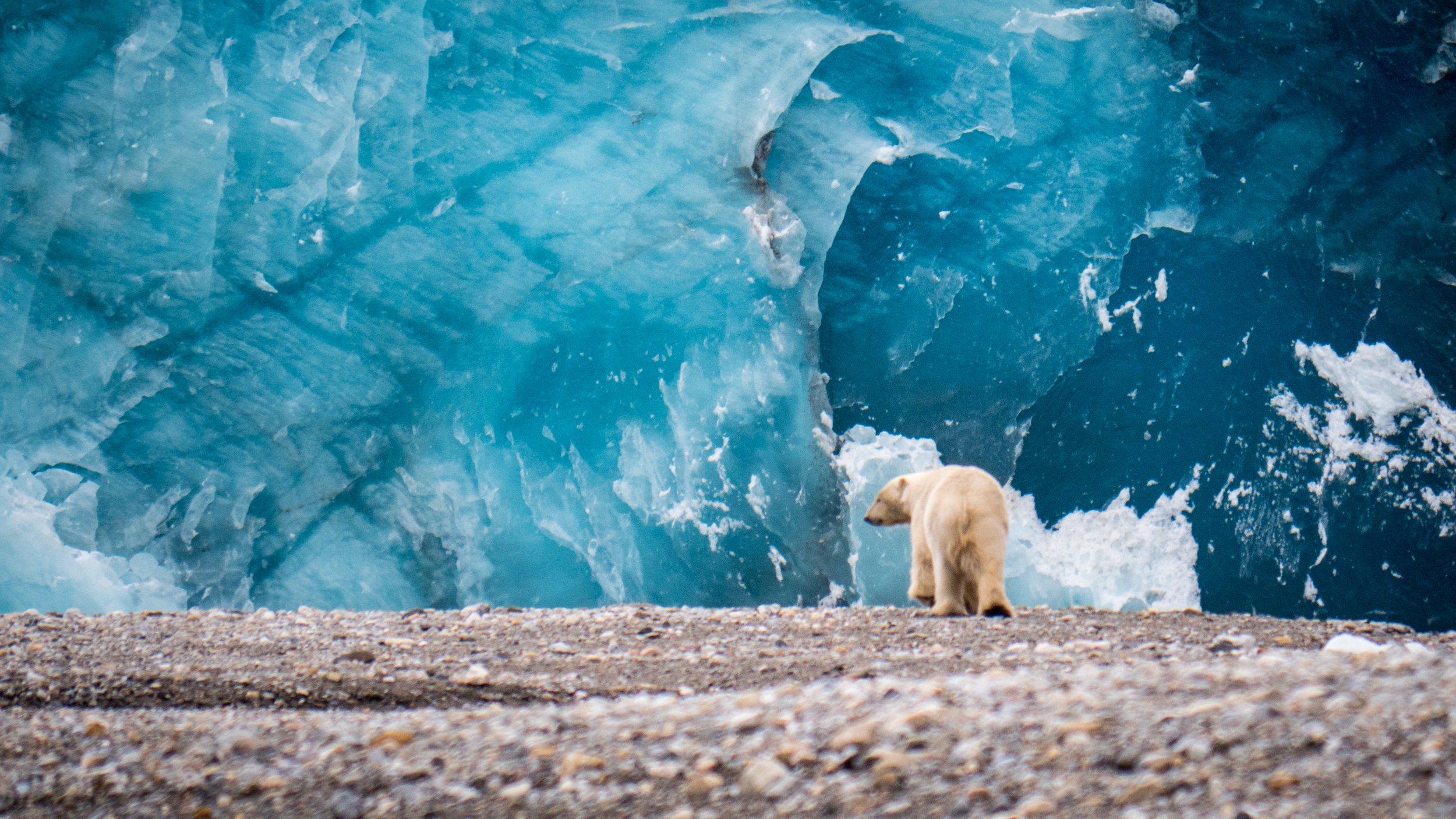 Svalbard©VN 170819 björn glaciär 16-9-1646.jpg