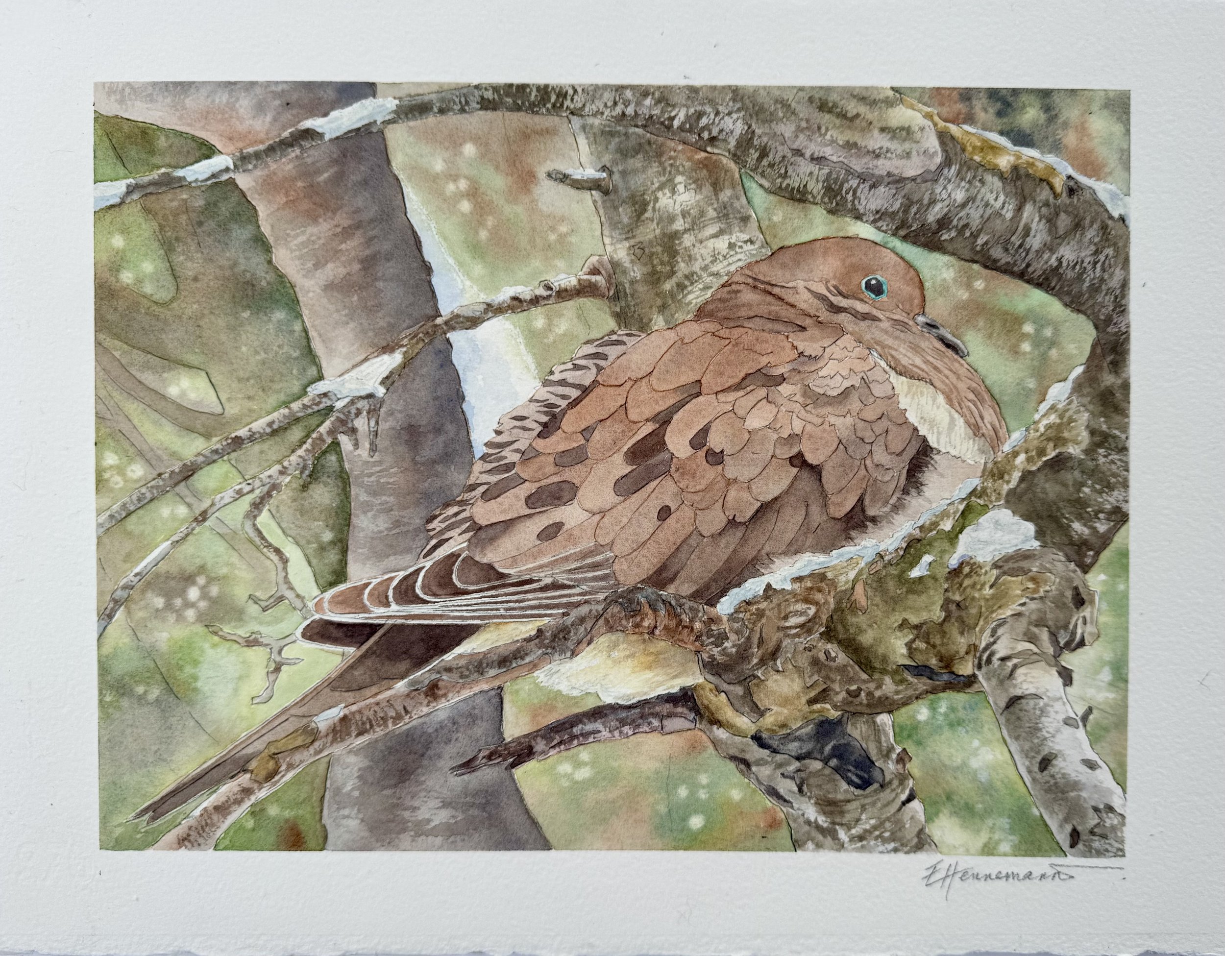 mourning dove 2025.jpeg