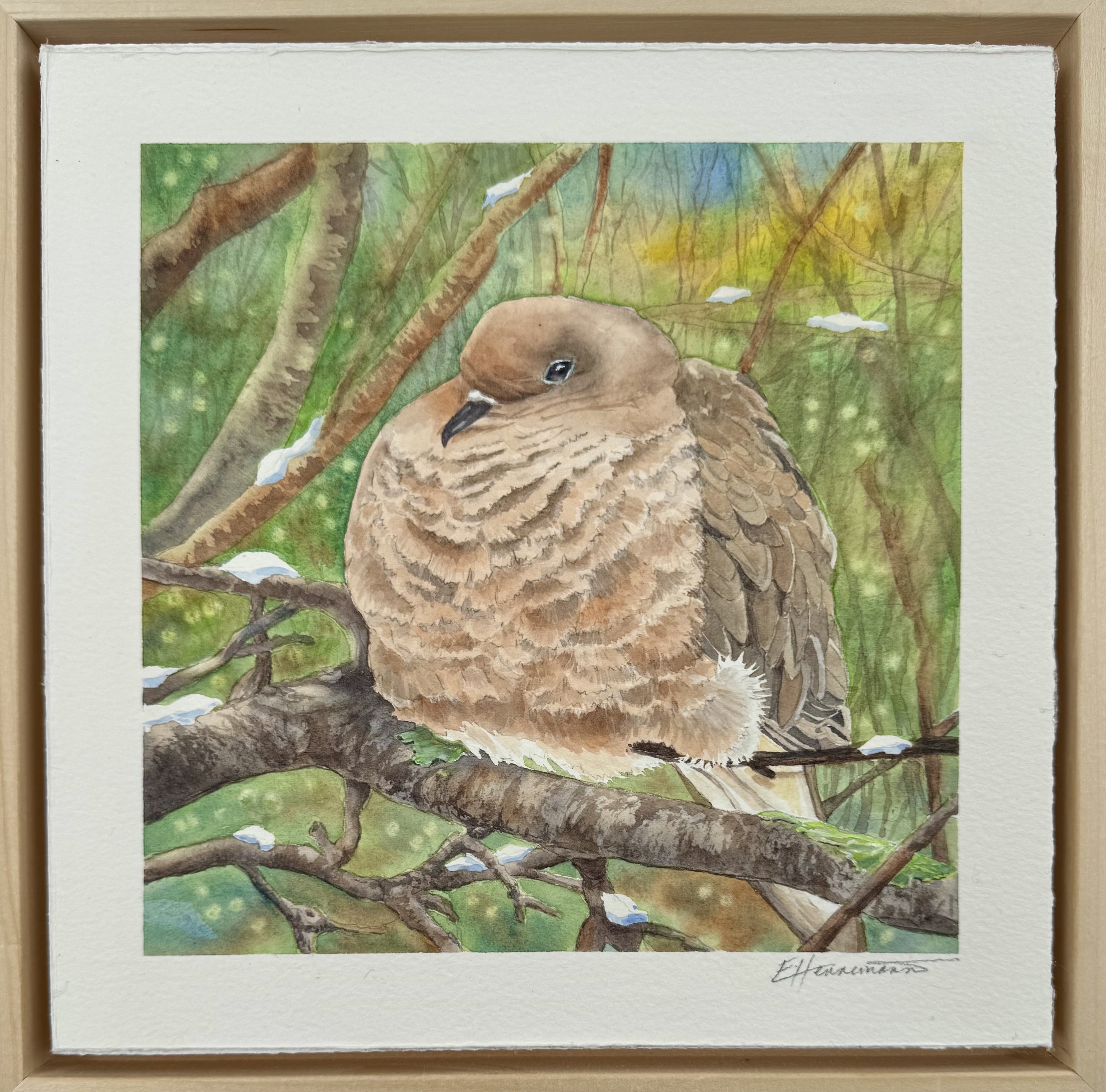 puffed up mourning dove 2025 SOLD