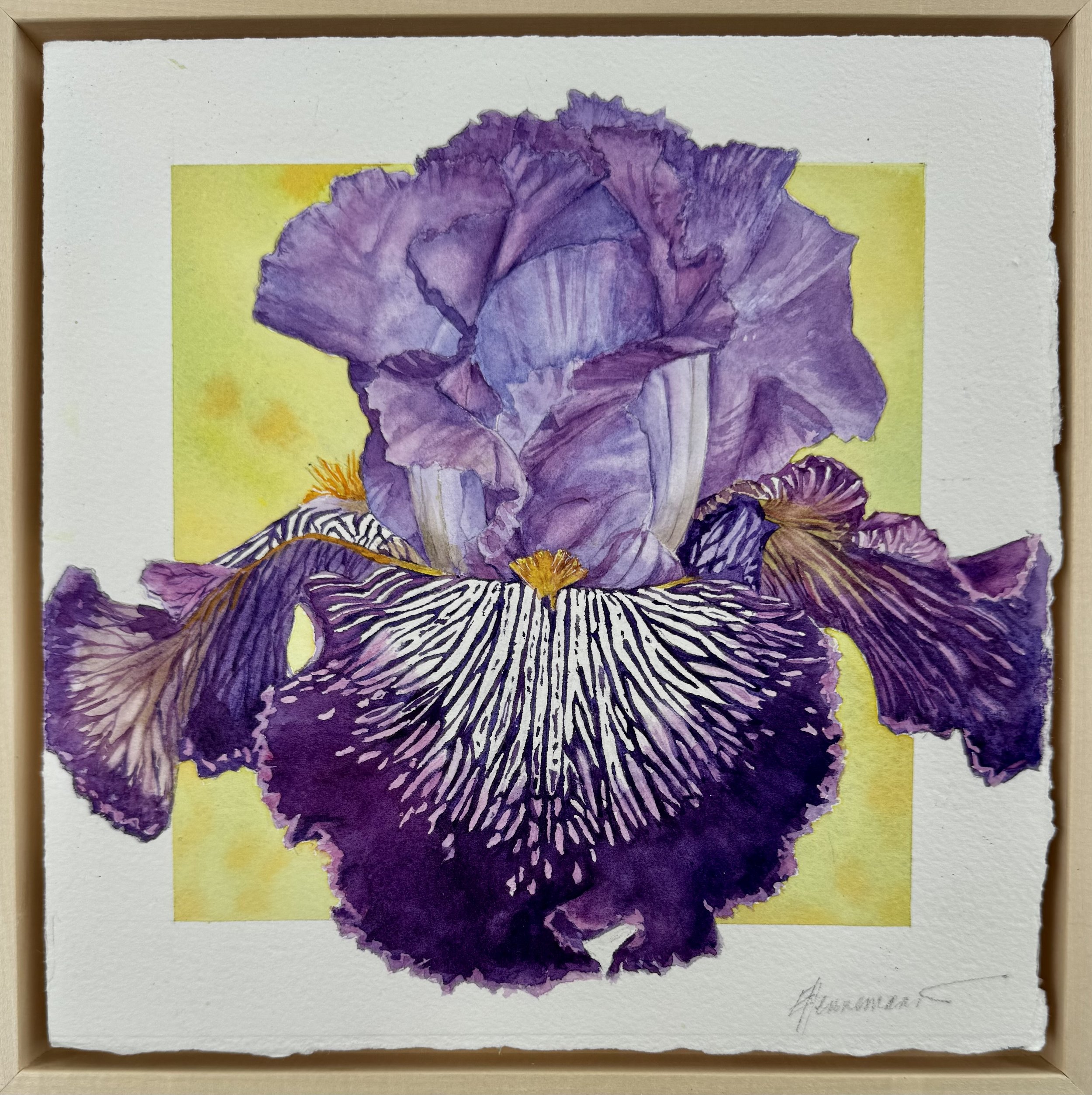 Purple Iris