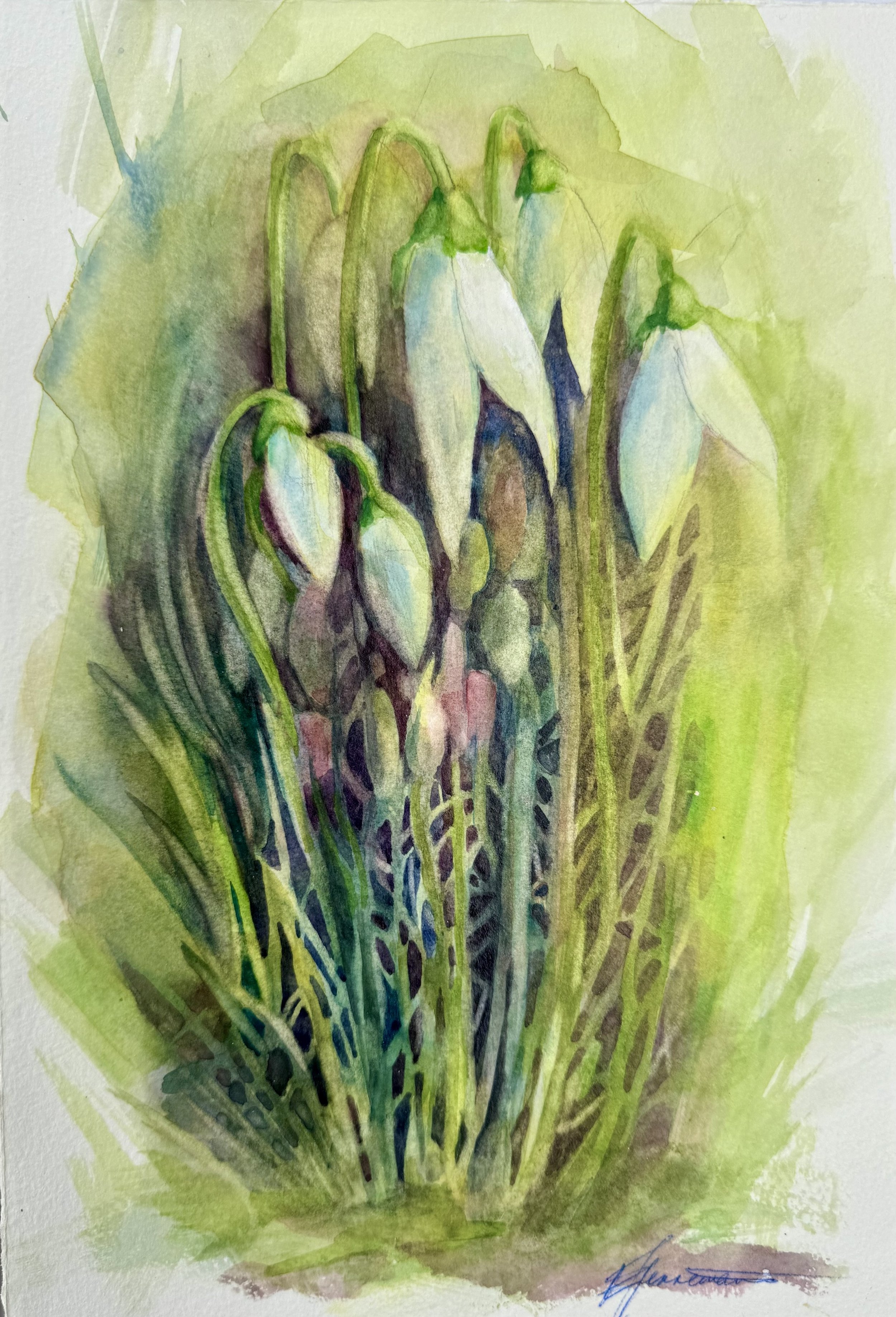 Snowdrops 2025 SOLD