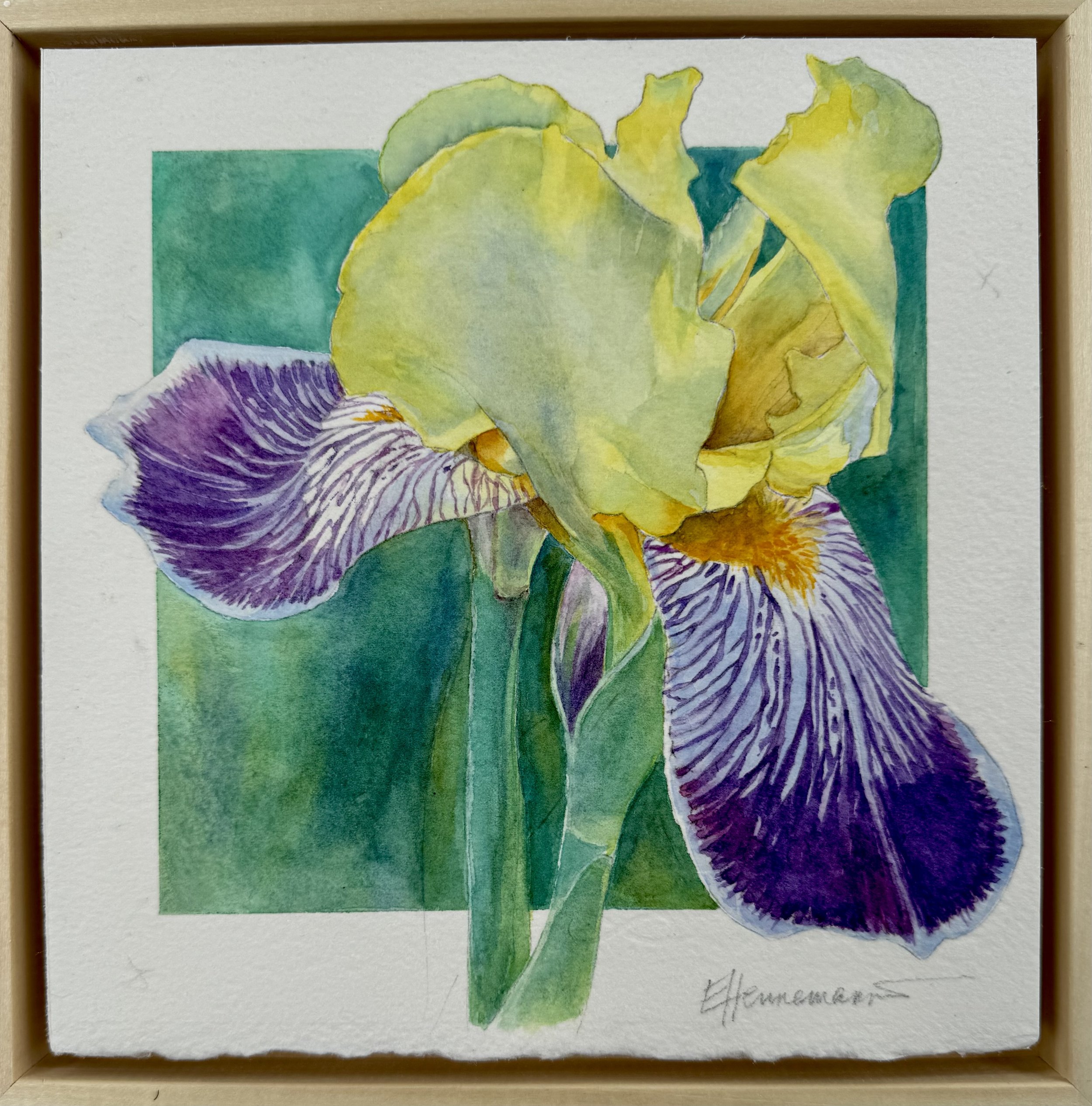 The Iris 2025 SOLD
