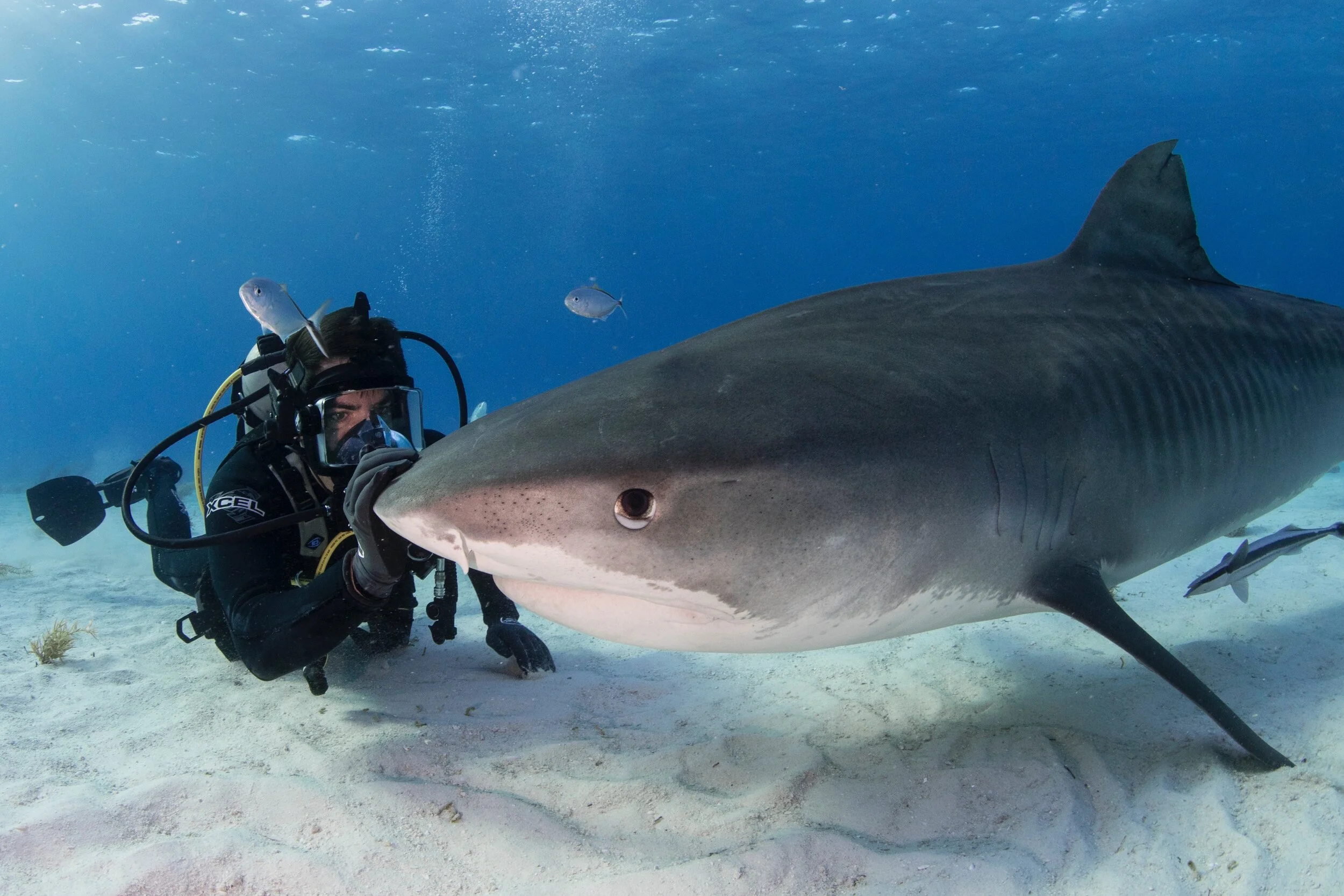 Fin is a Morbid Wake-Up Call to Save the World's Sharks