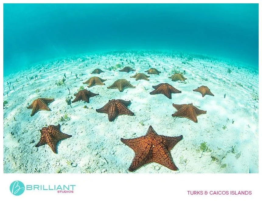 tcistarfish.jpg