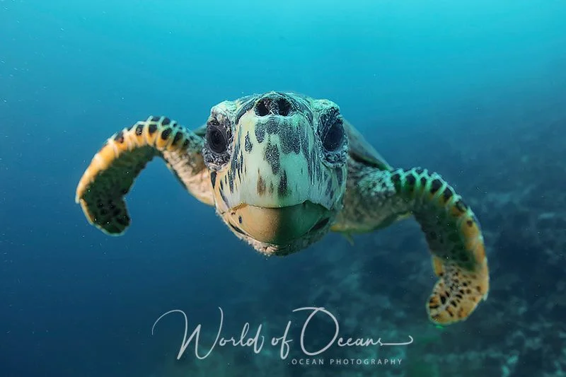 worldofoceans2.jpg