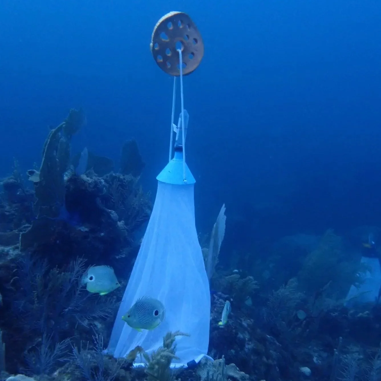 Spawning Collection Net Underwater