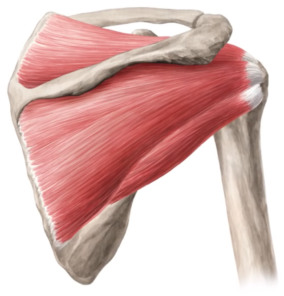 Разрыв надостного сухожилия плечевого сустава лечение. Мускулюс субскапулярис. Надостная (m. Supraspinatus). Надостная мышца (супраспинатус).. Мускулюс Терес минор.