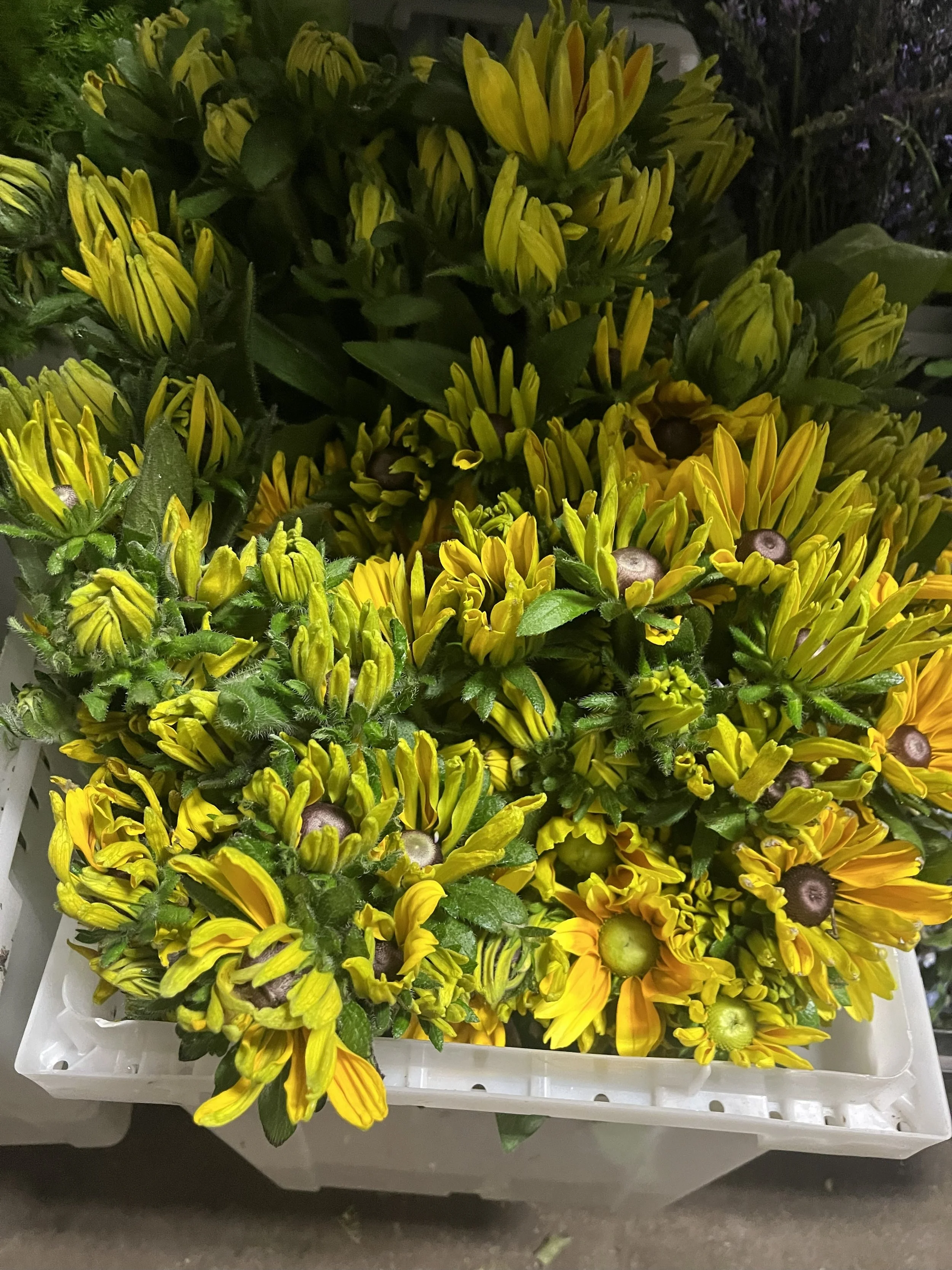 rudbeckia_8809.jpeg