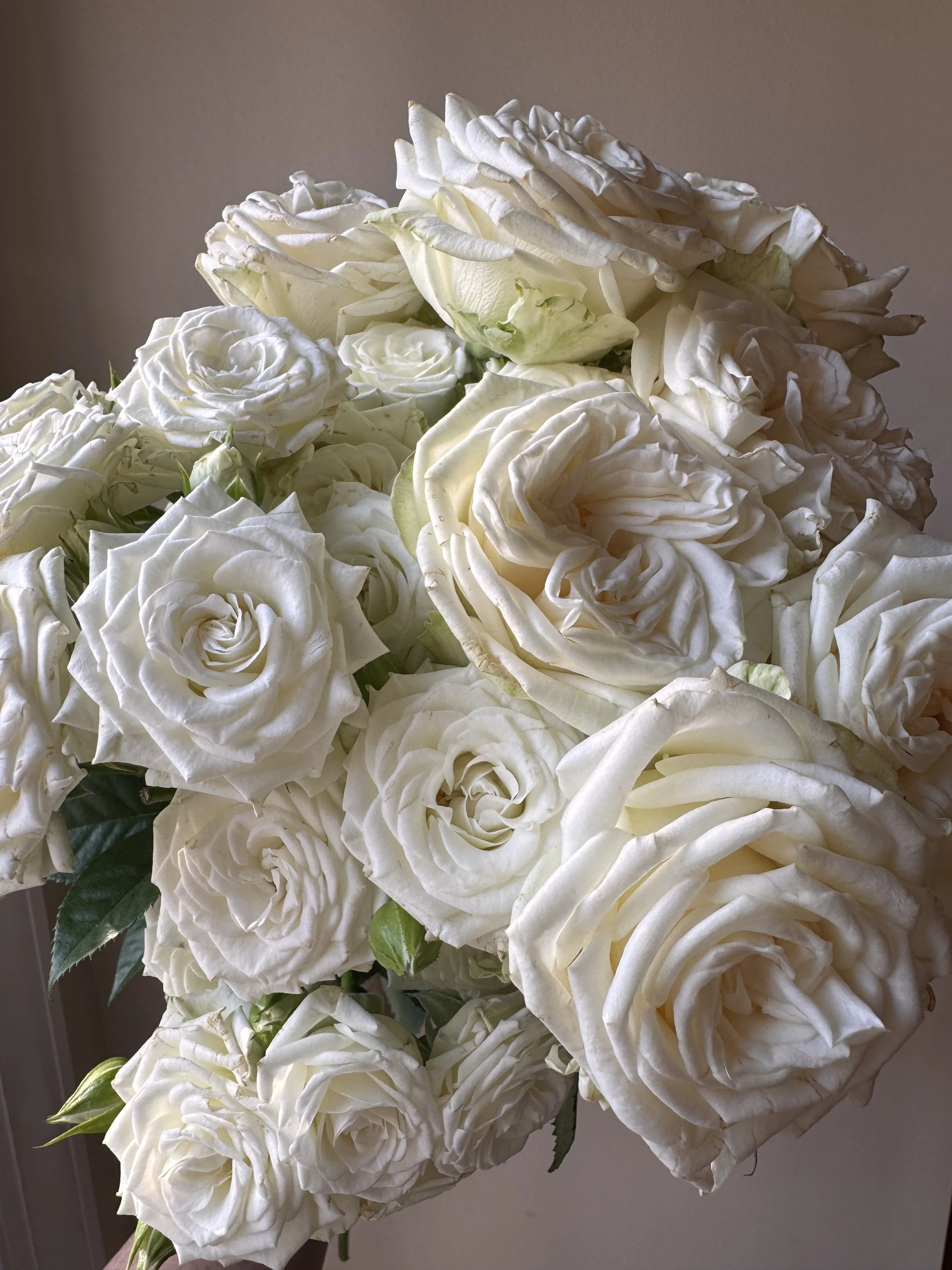 Roses (Garden) - White