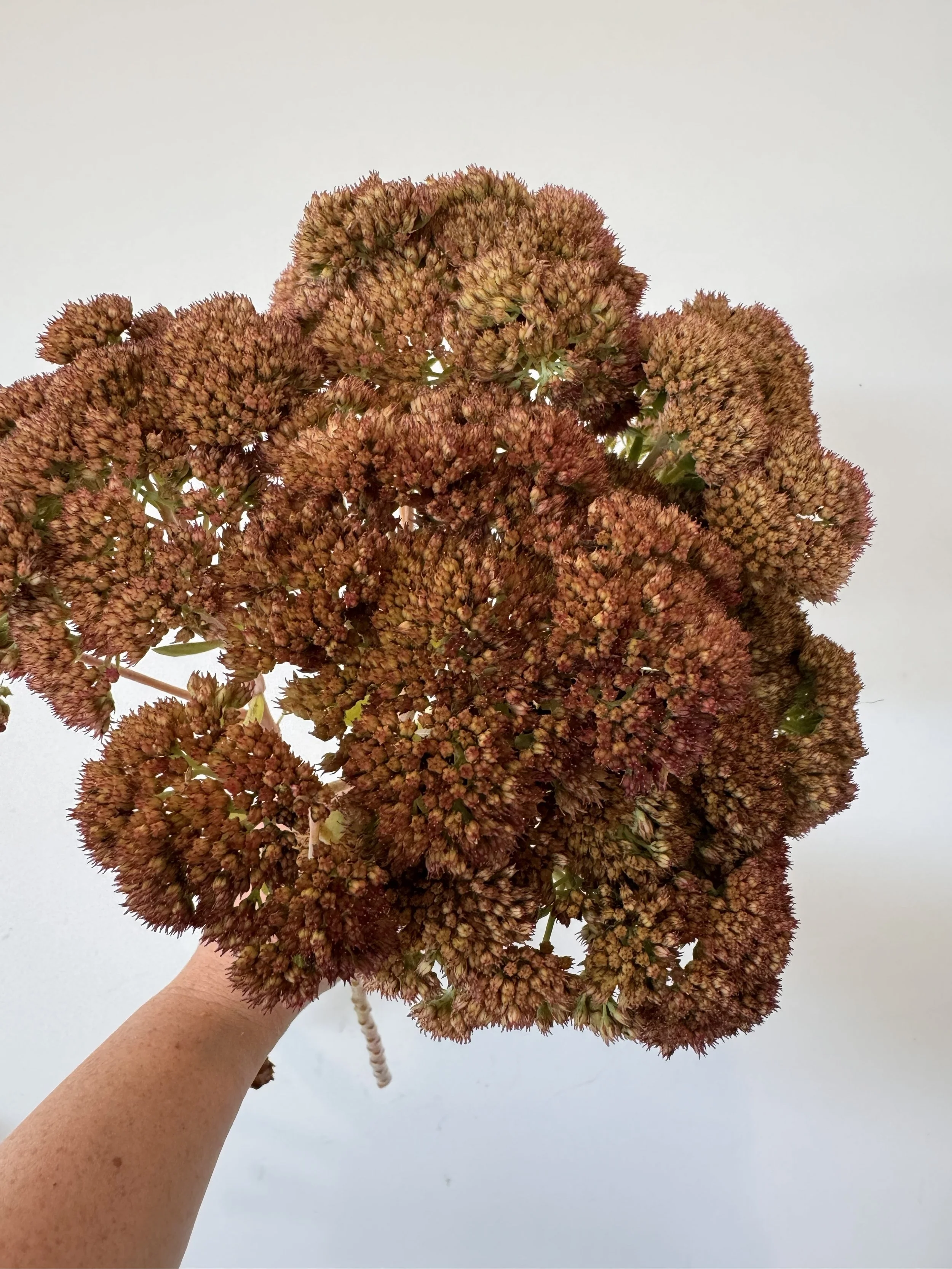 Sedum - Brown