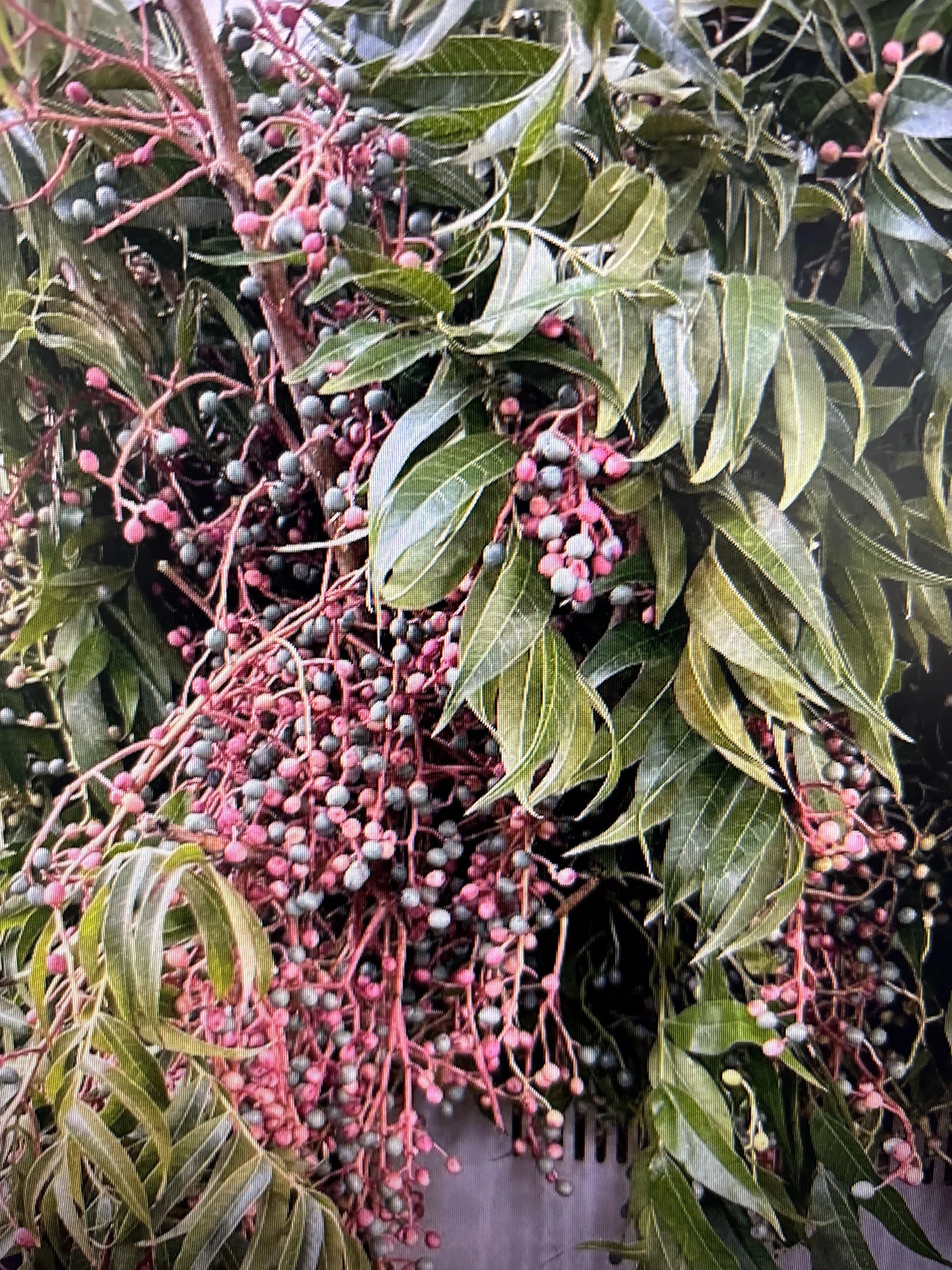 Berries - Chinese Pistachio